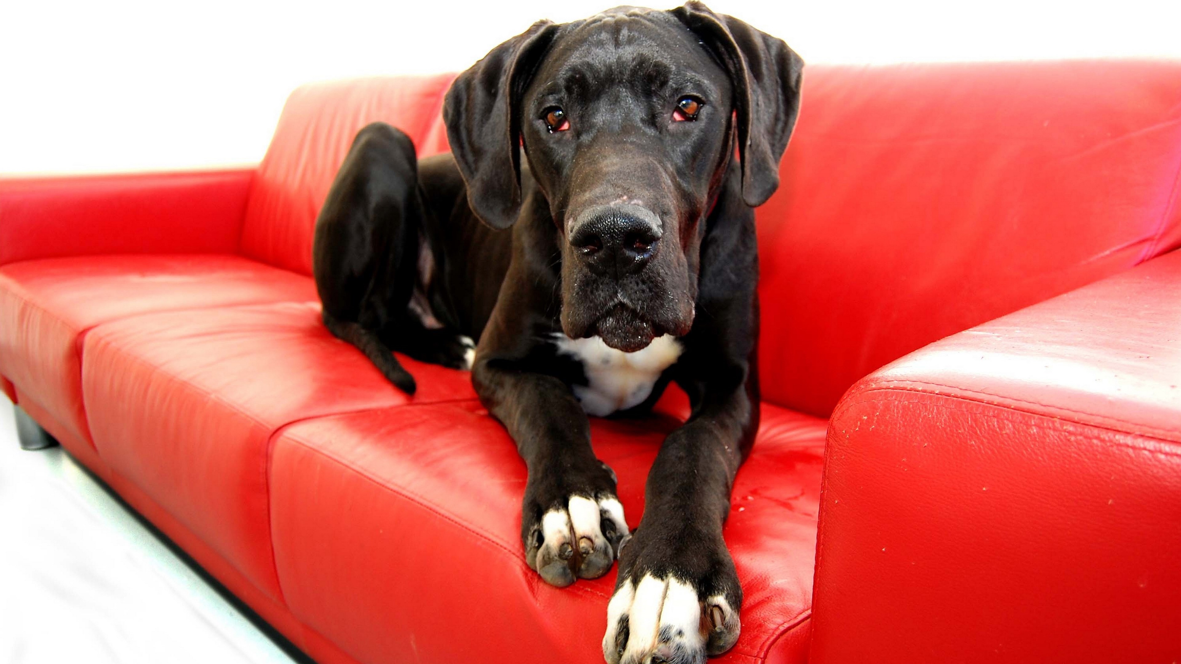 Black Great Dane dog on a red couch HD Wallpaper