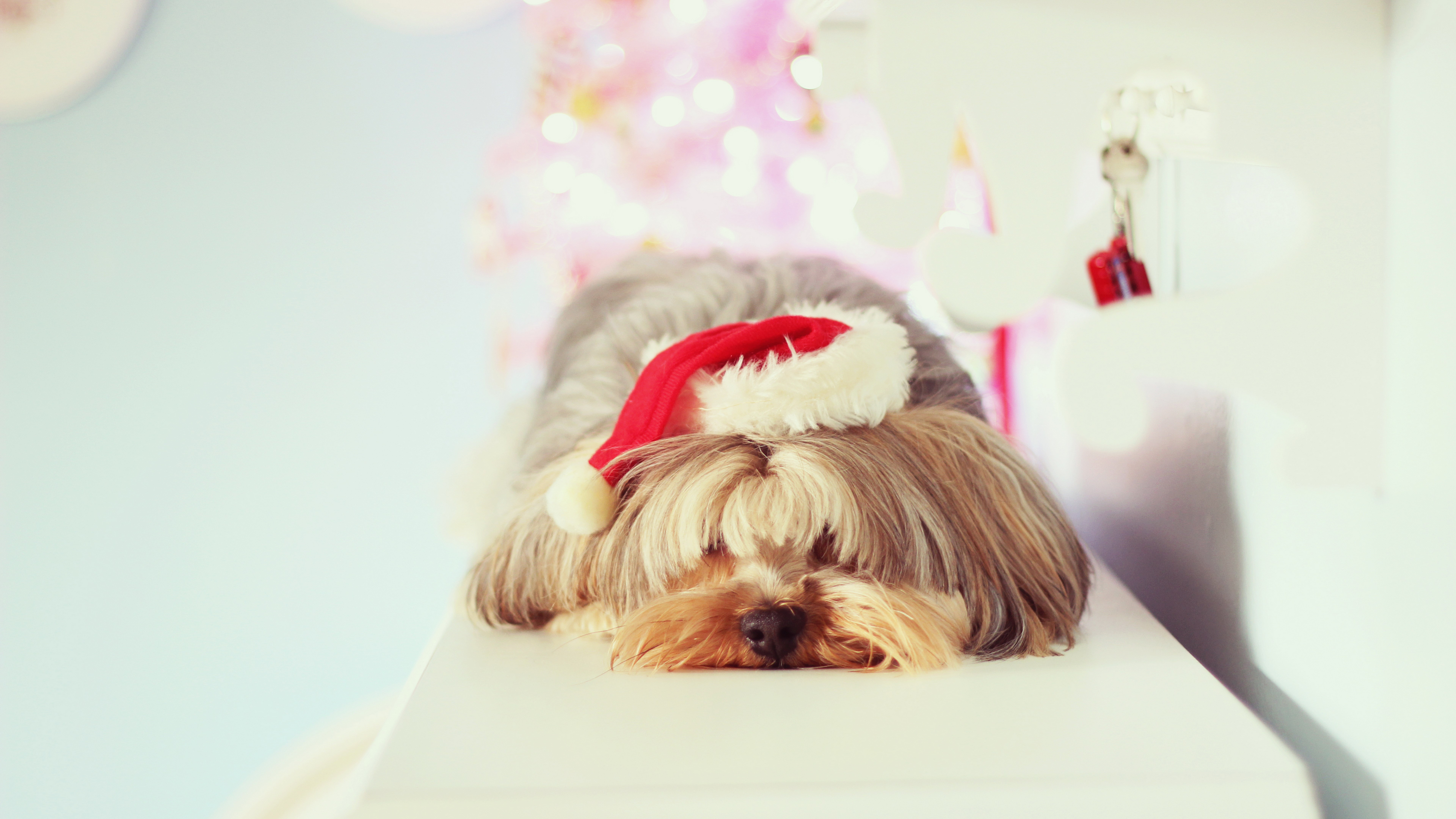 Yorkshire Terrier wearing a Santa hat HD Wallpaper