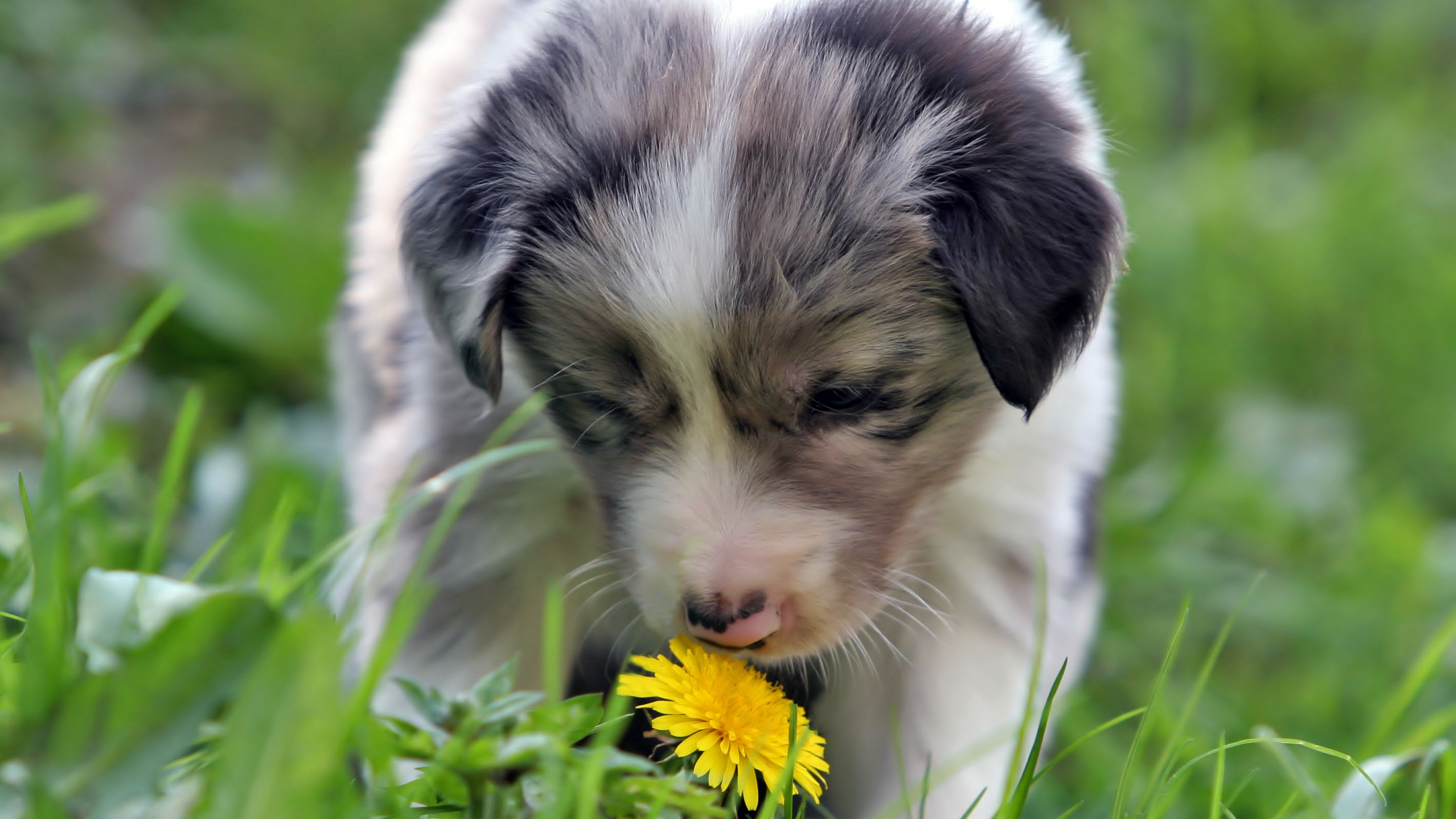 Puppy sniffing a dandelion in the grass HD Wallpaper