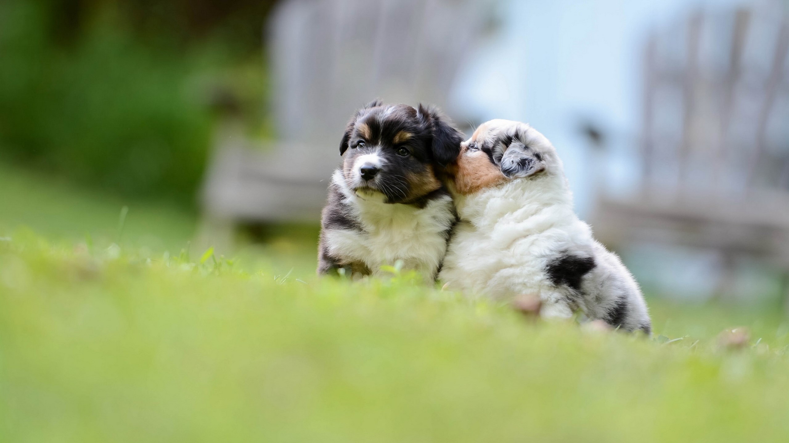 Two Australian Shepherd puppies cuddling in grass HD Wallpaper