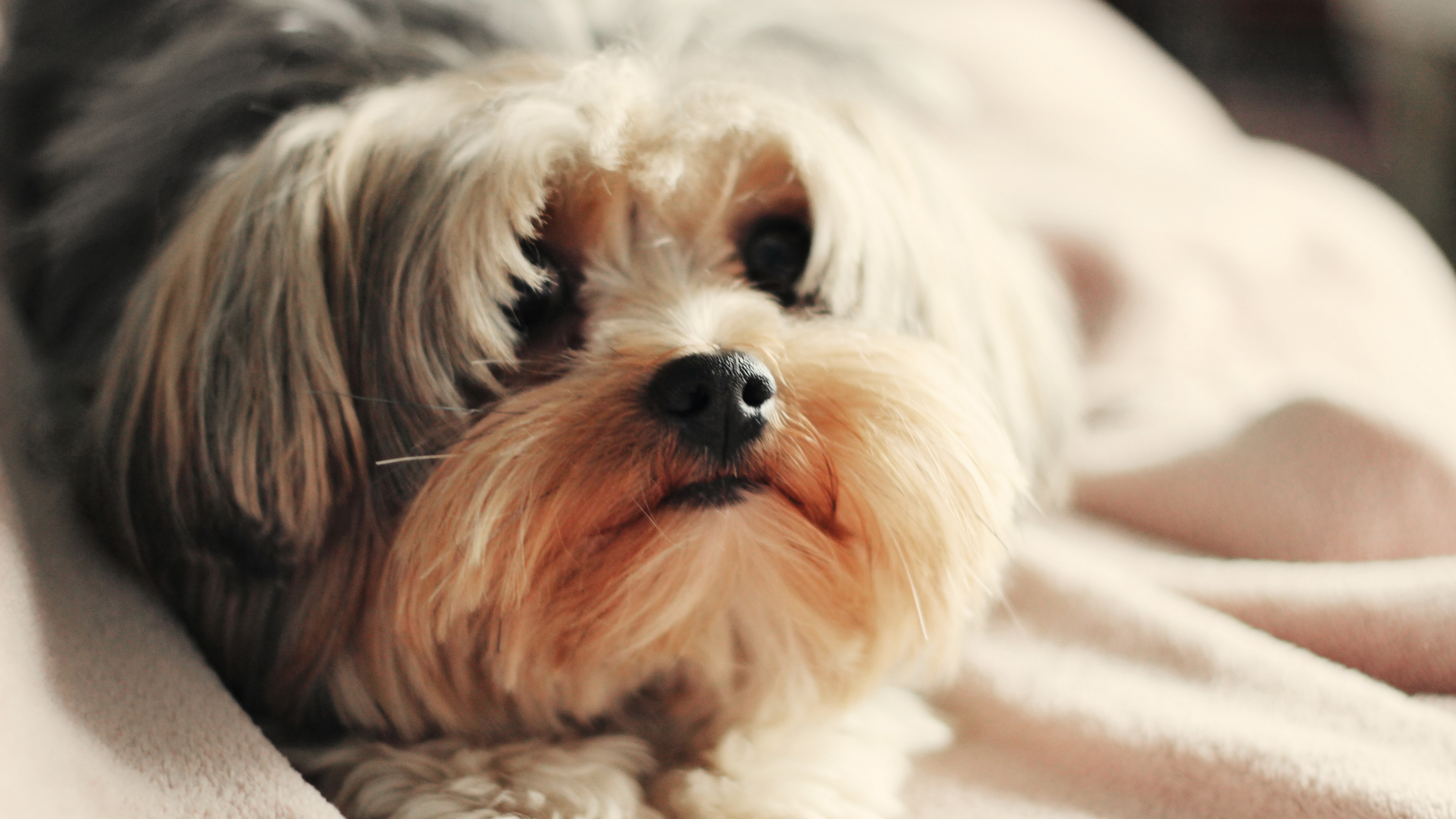 Close-up of a Yorkshire Terrier dog HD Wallpaper