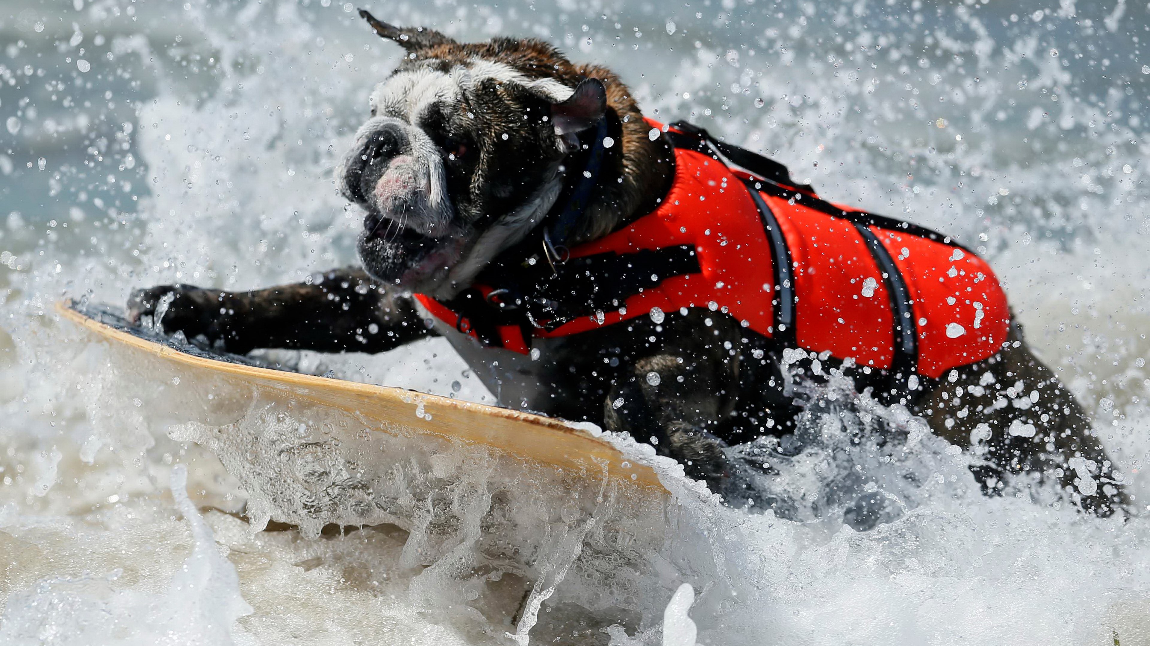 Bulldog surfing on a surfboard wearing a life vest HD Wallpaper