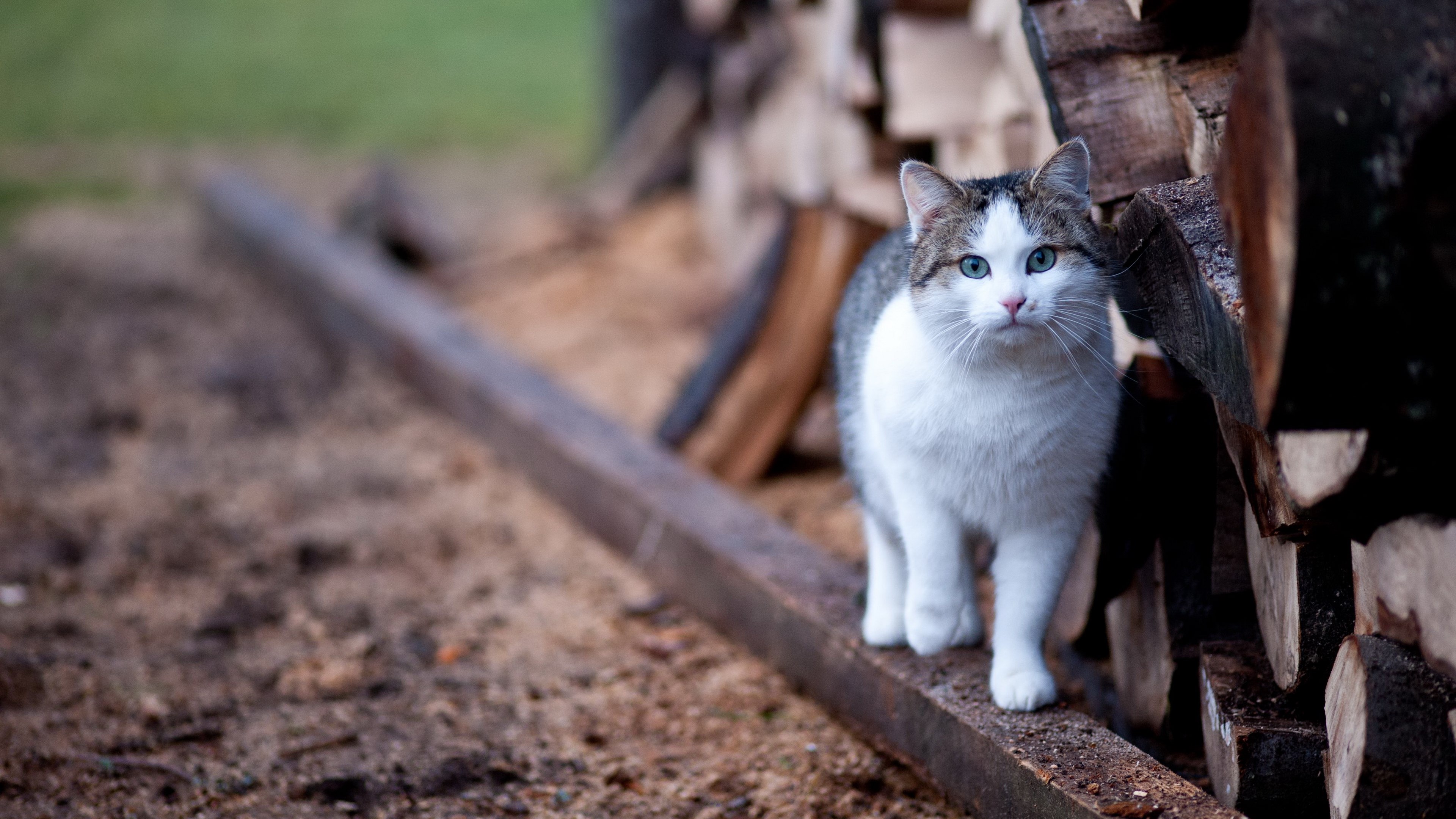 A cat walks on a wooden beam near stacked logs HD Wallpaper