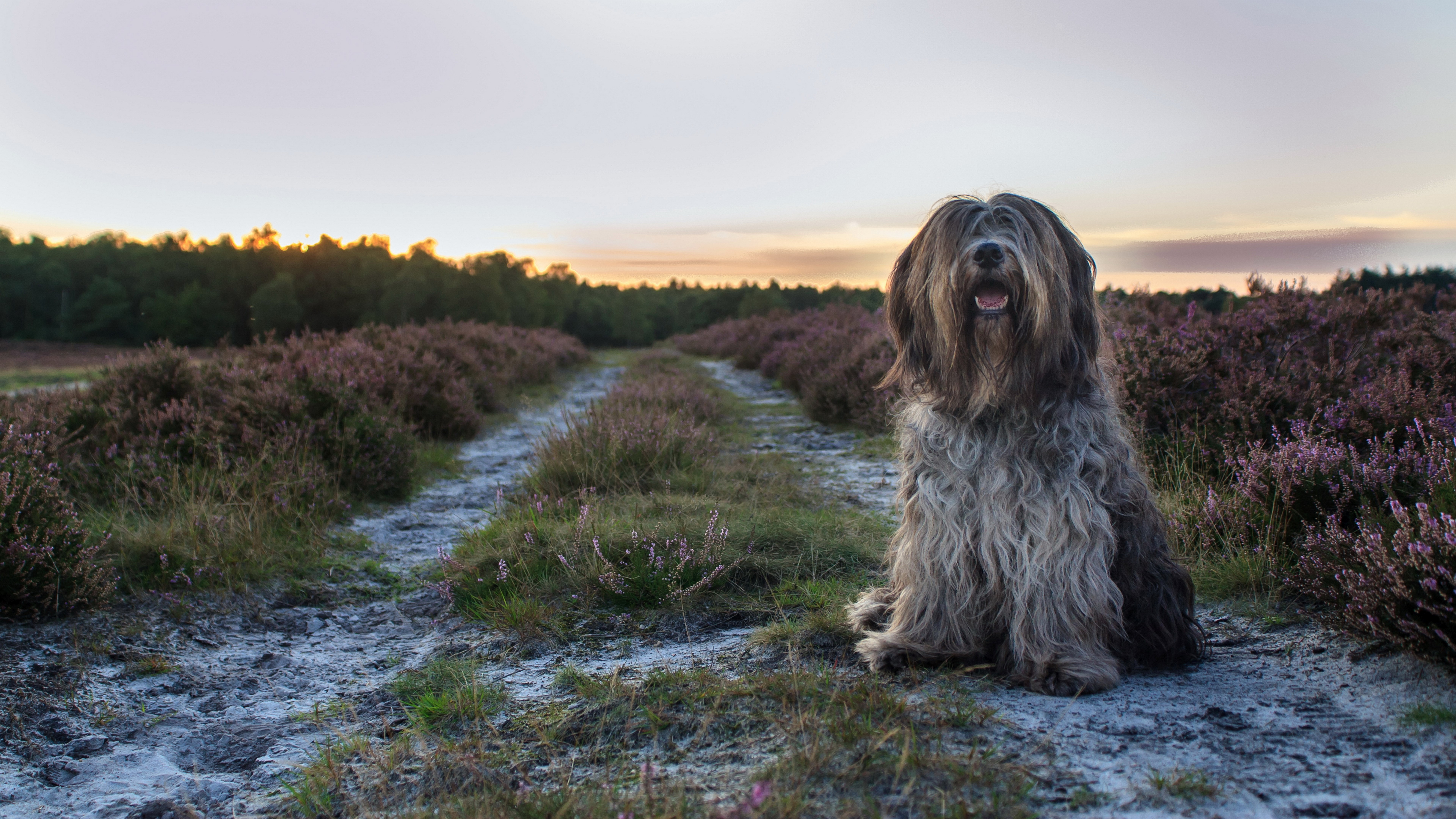 Dog sitting on a path in a field of heather HD Wallpaper