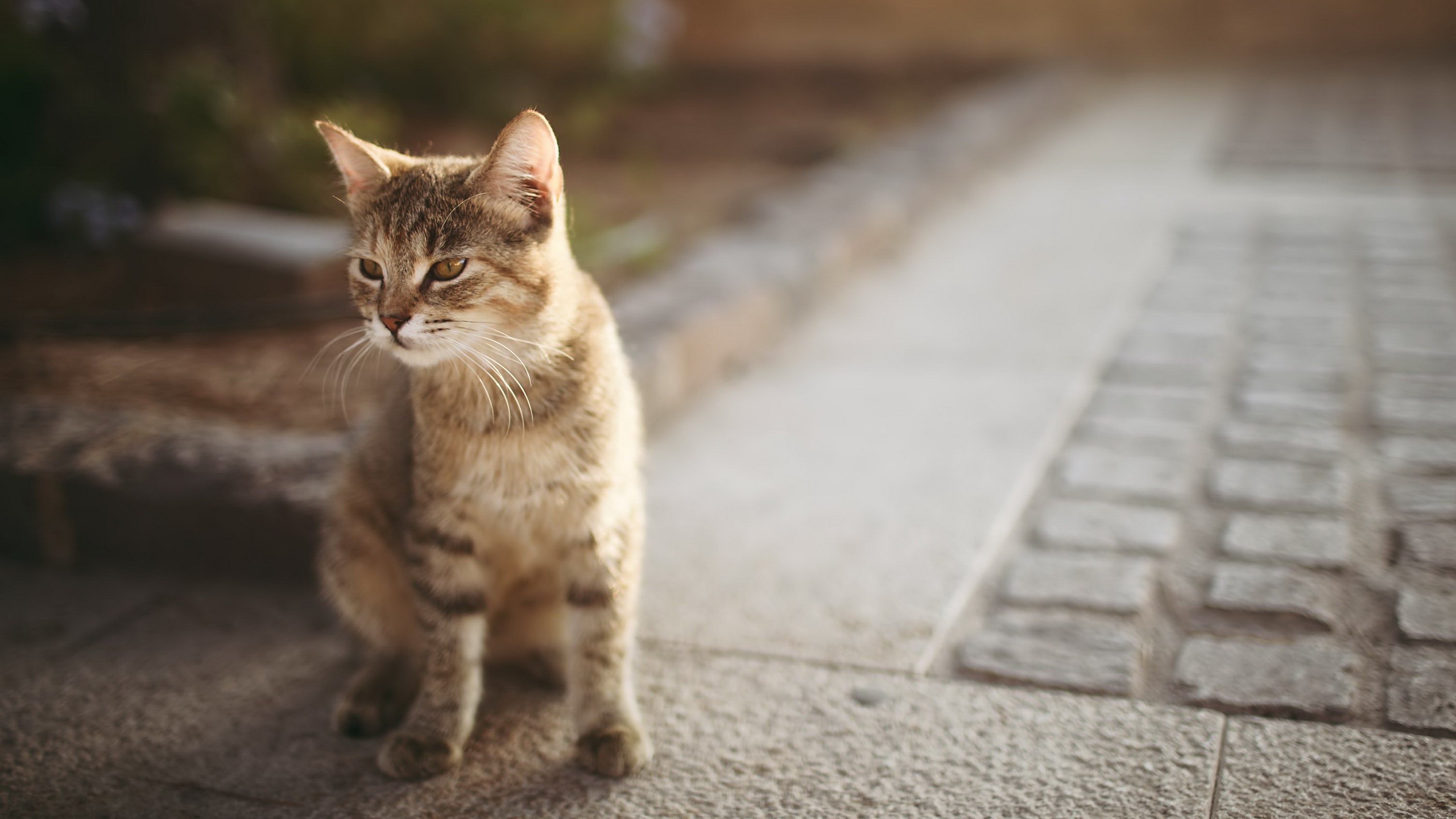 A tabby cat sits on a stone path HD Wallpaper