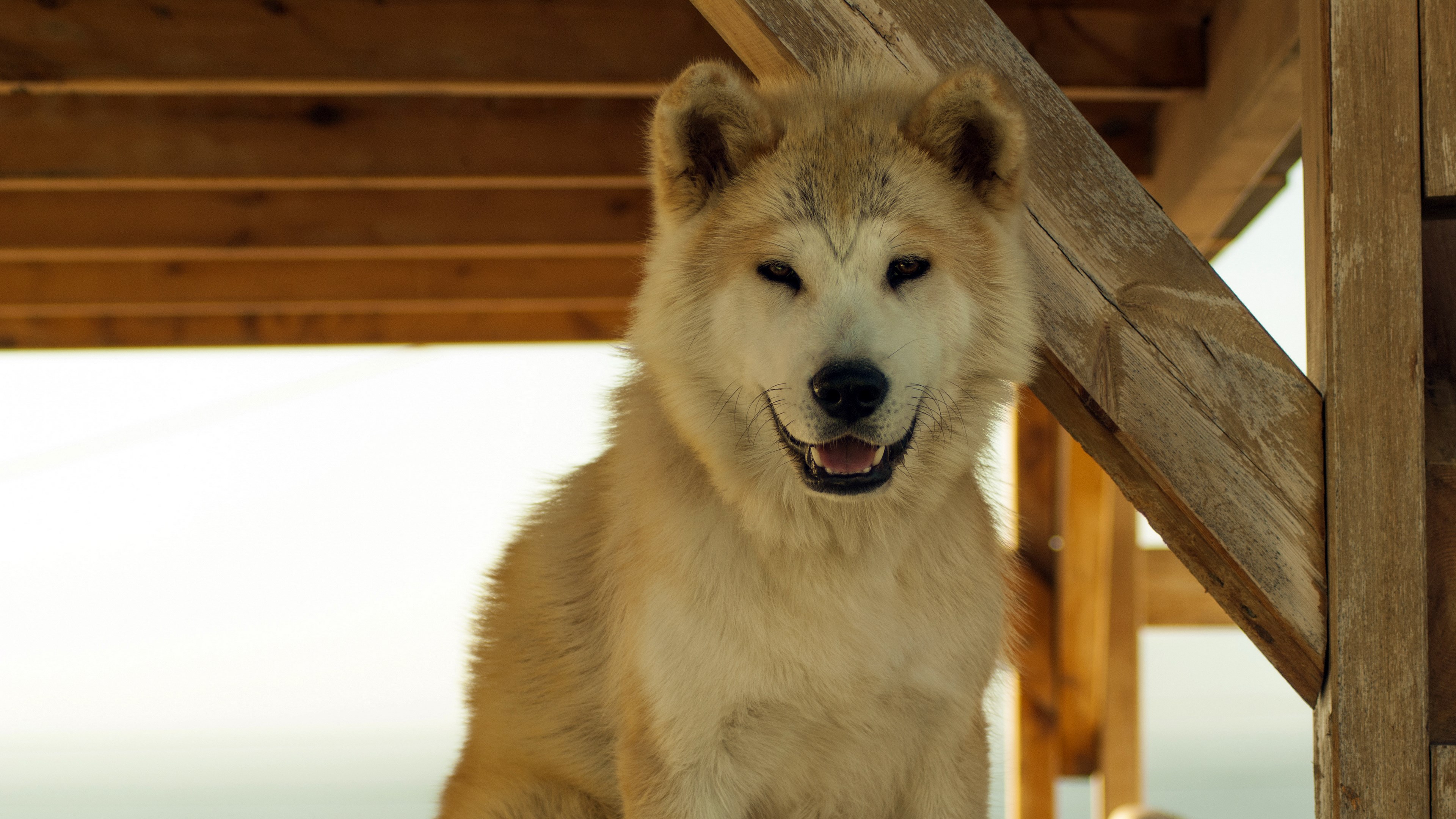 Akita dog sitting under wooden structure HD Wallpaper