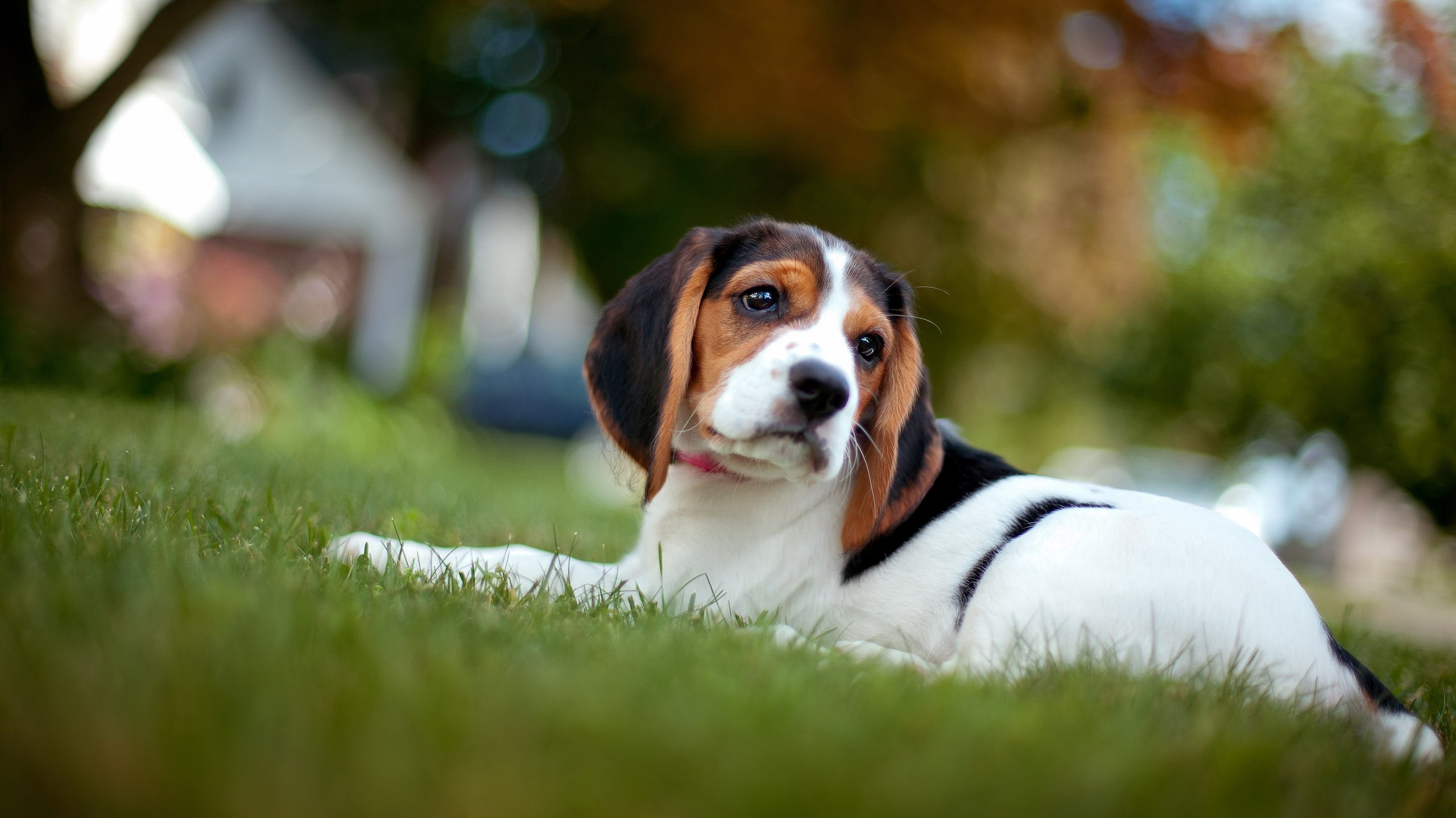 Beagle puppy lying on green grass HD Wallpaper