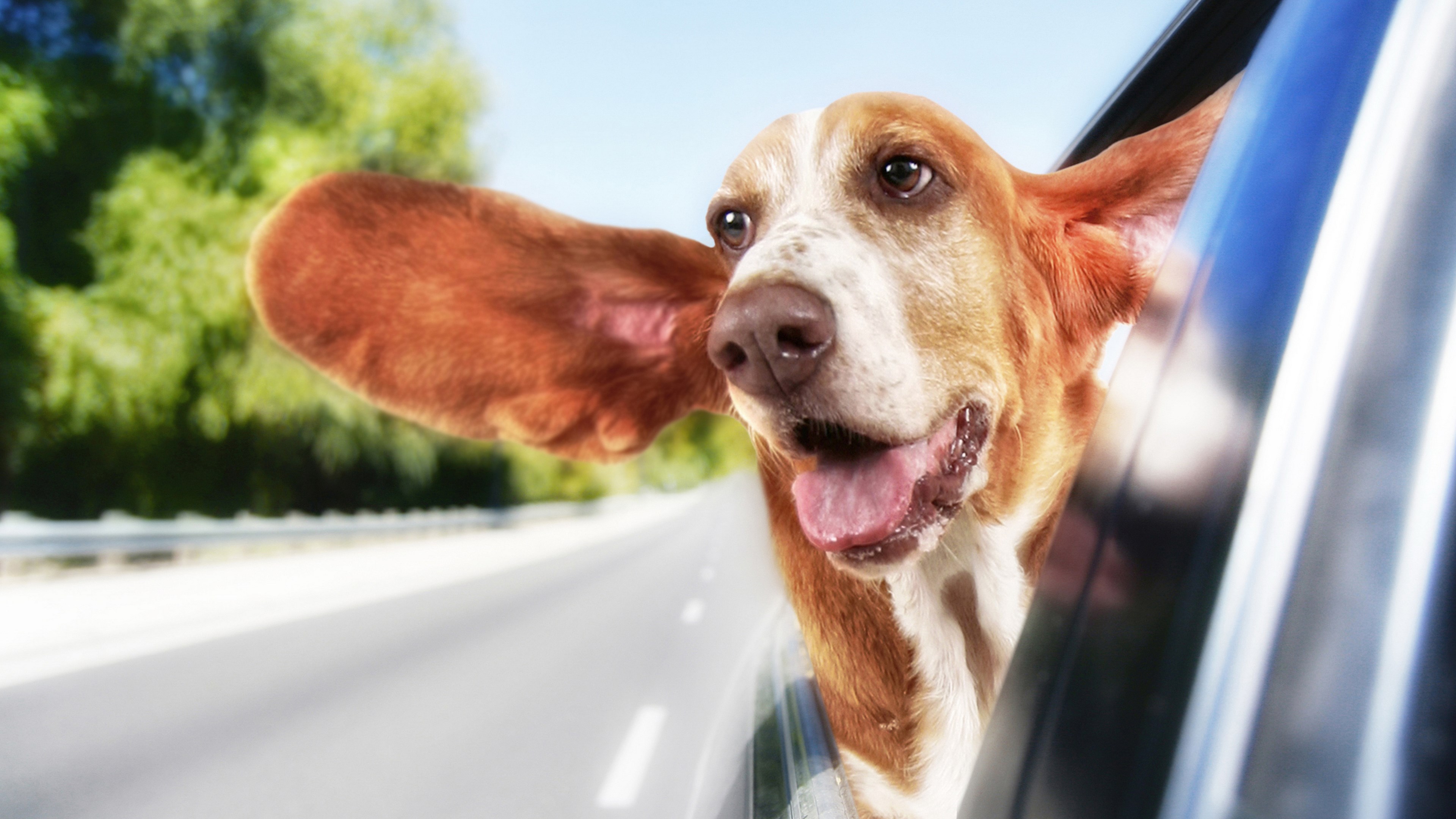 Basset Hound Dog with Ears Flying Out of Car Window HD Wallpaper