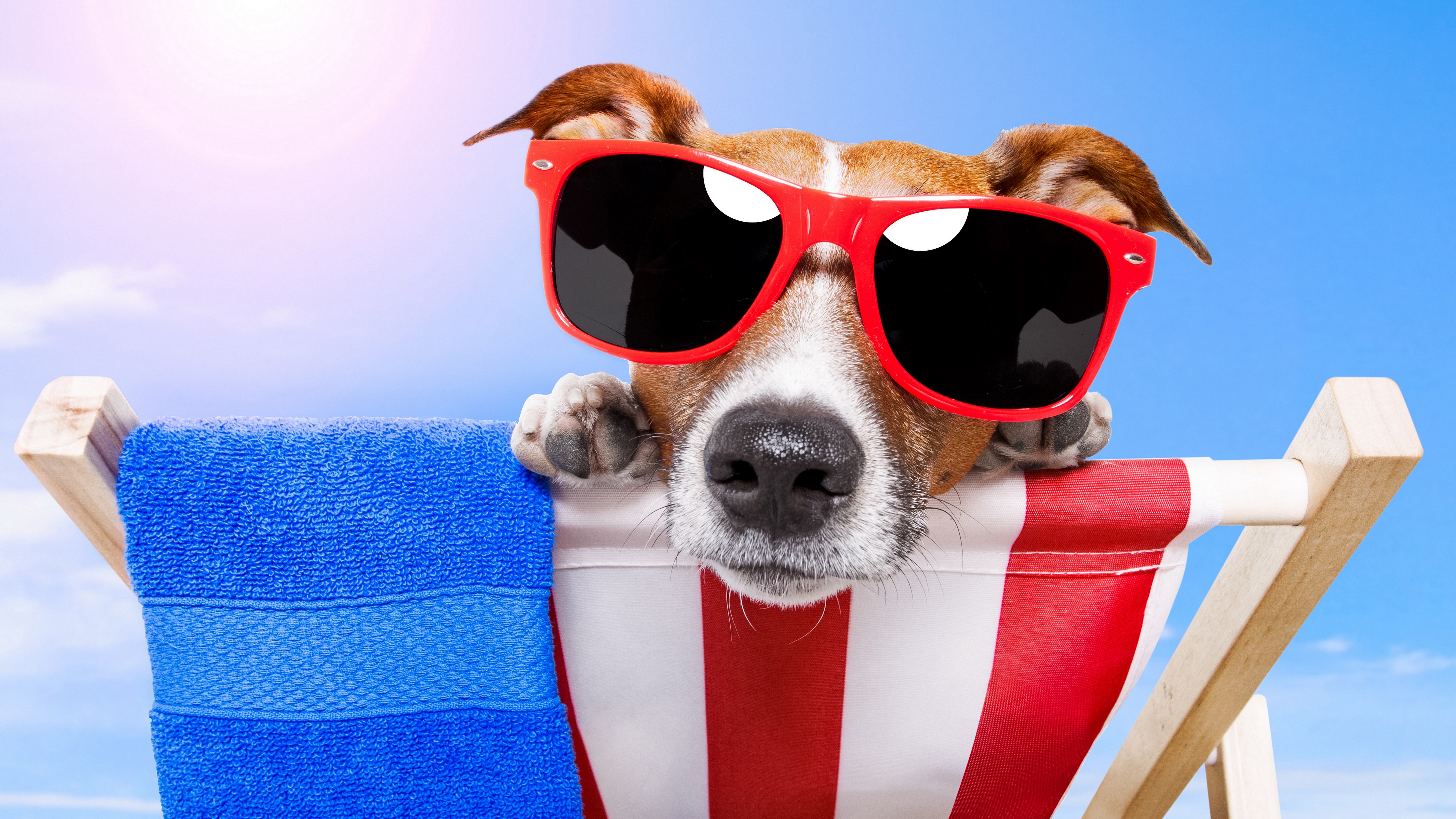 Dog wearing sunglasses on a beach chair HD Wallpaper