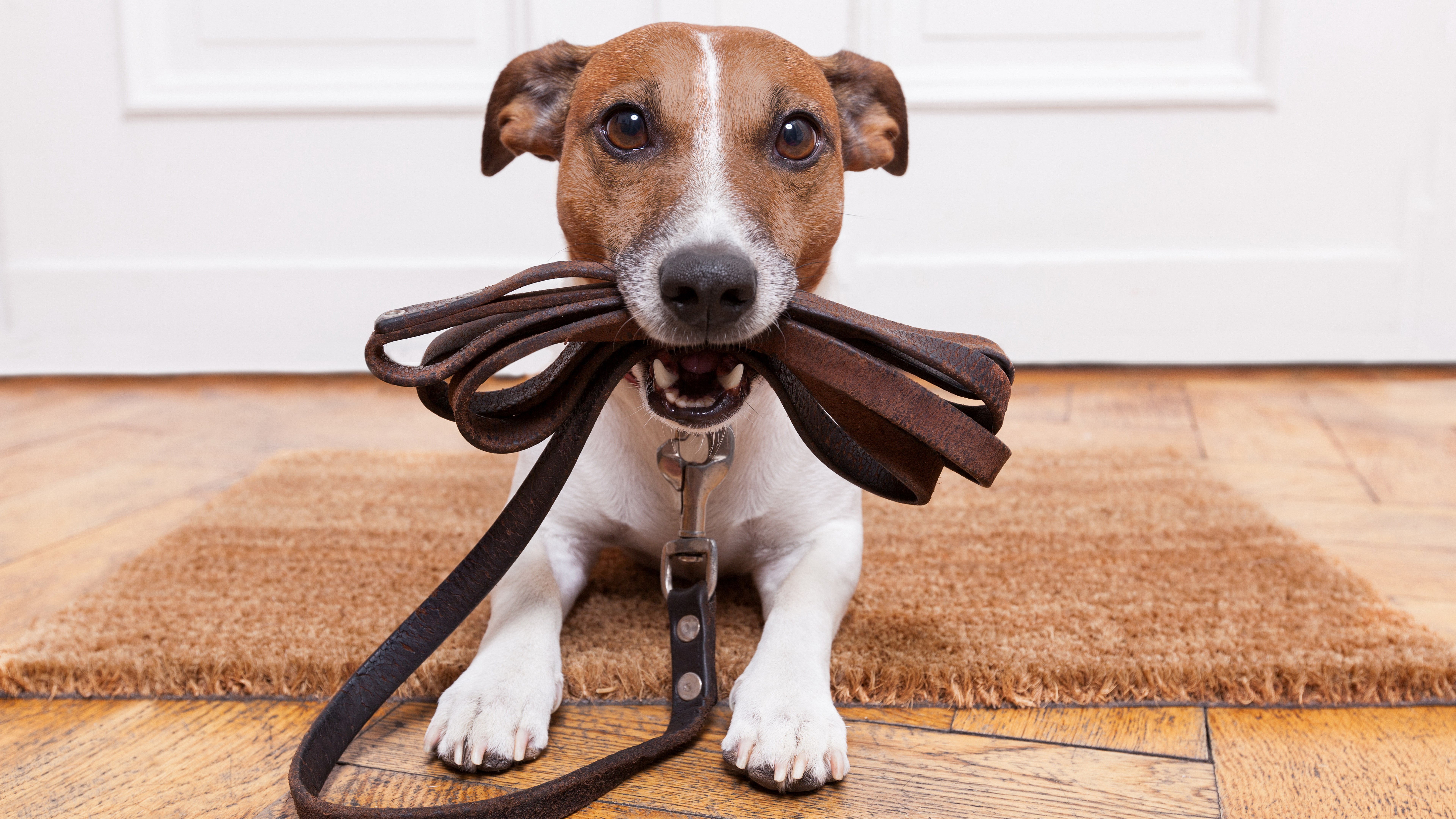 Dog holding a leash in its mouth HD Wallpaper