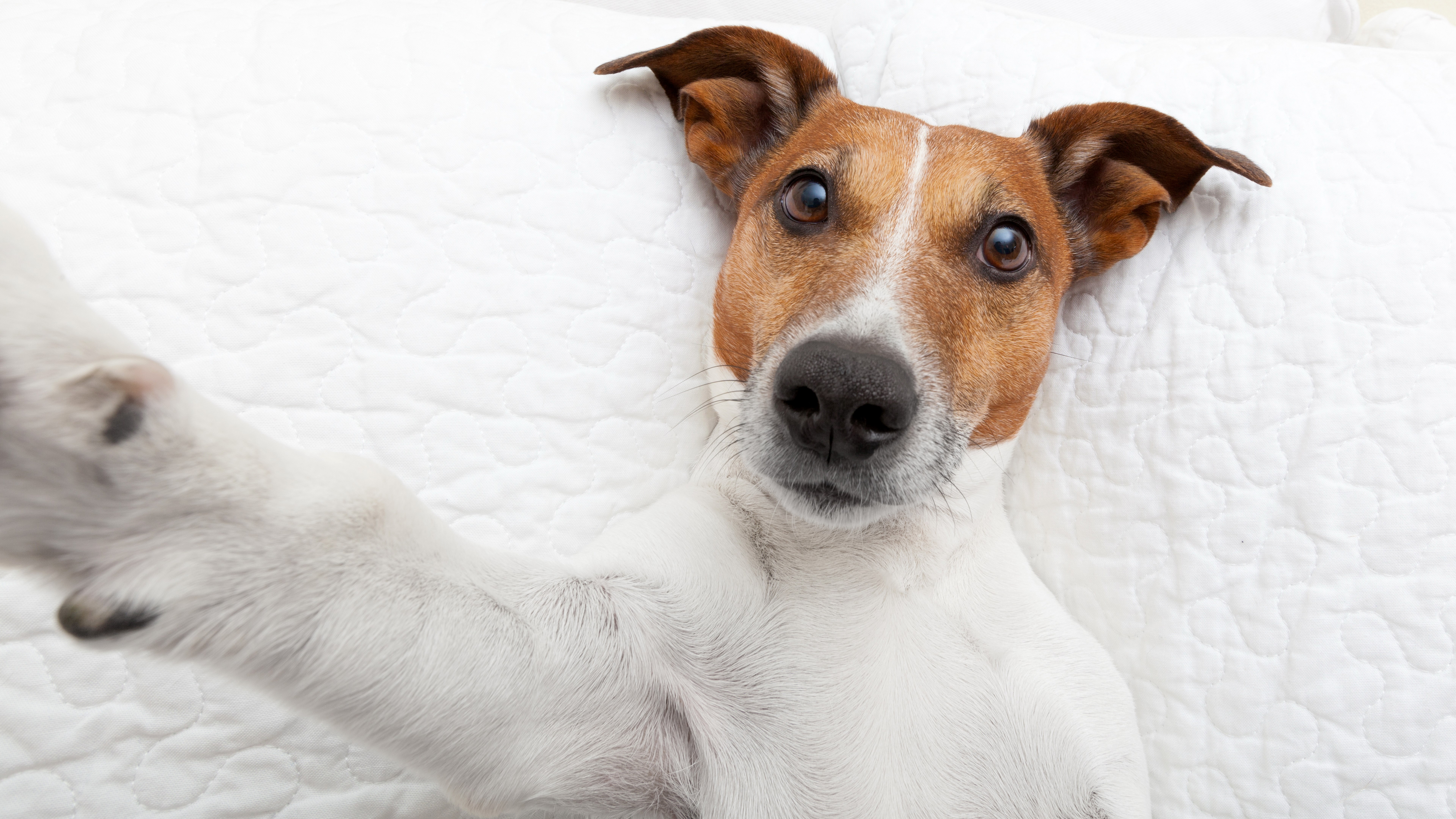 Jack Russell Terrier dog taking a selfie HD Wallpaper