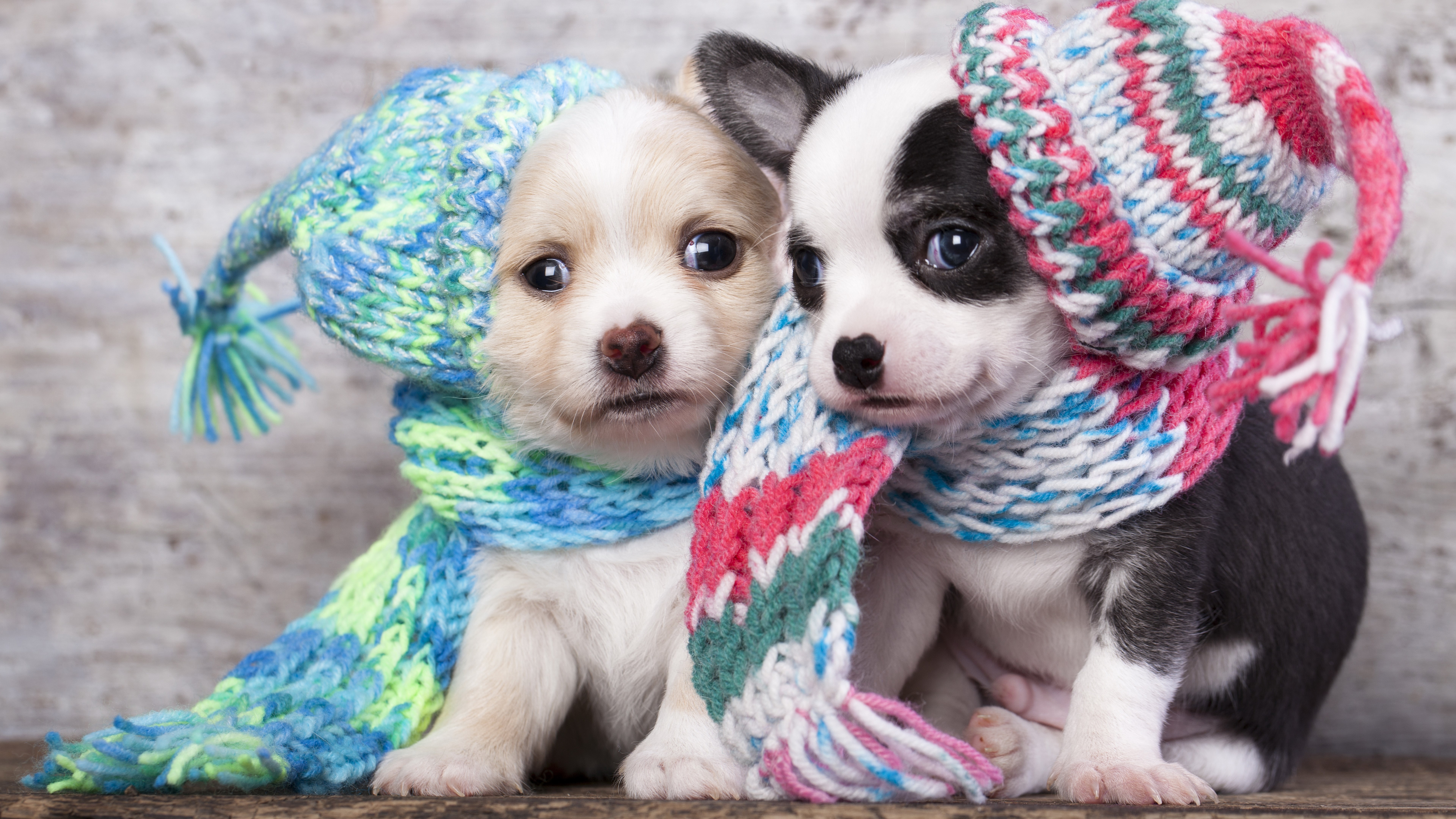 Two puppies wearing knitted hats and scarves HD Wallpaper