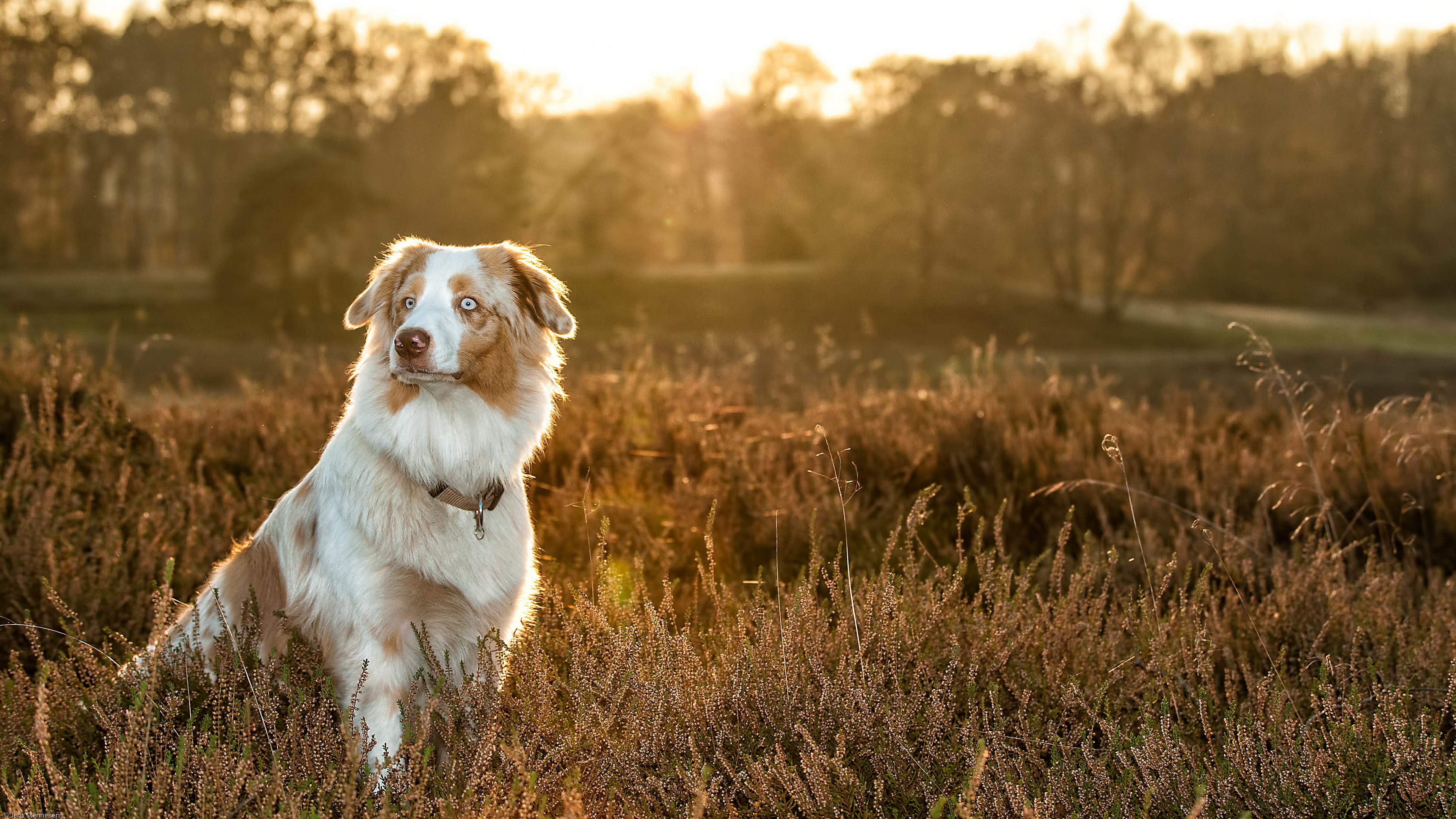 Australian Shepherd dog sitting in a field at sunset HD Wallpaper