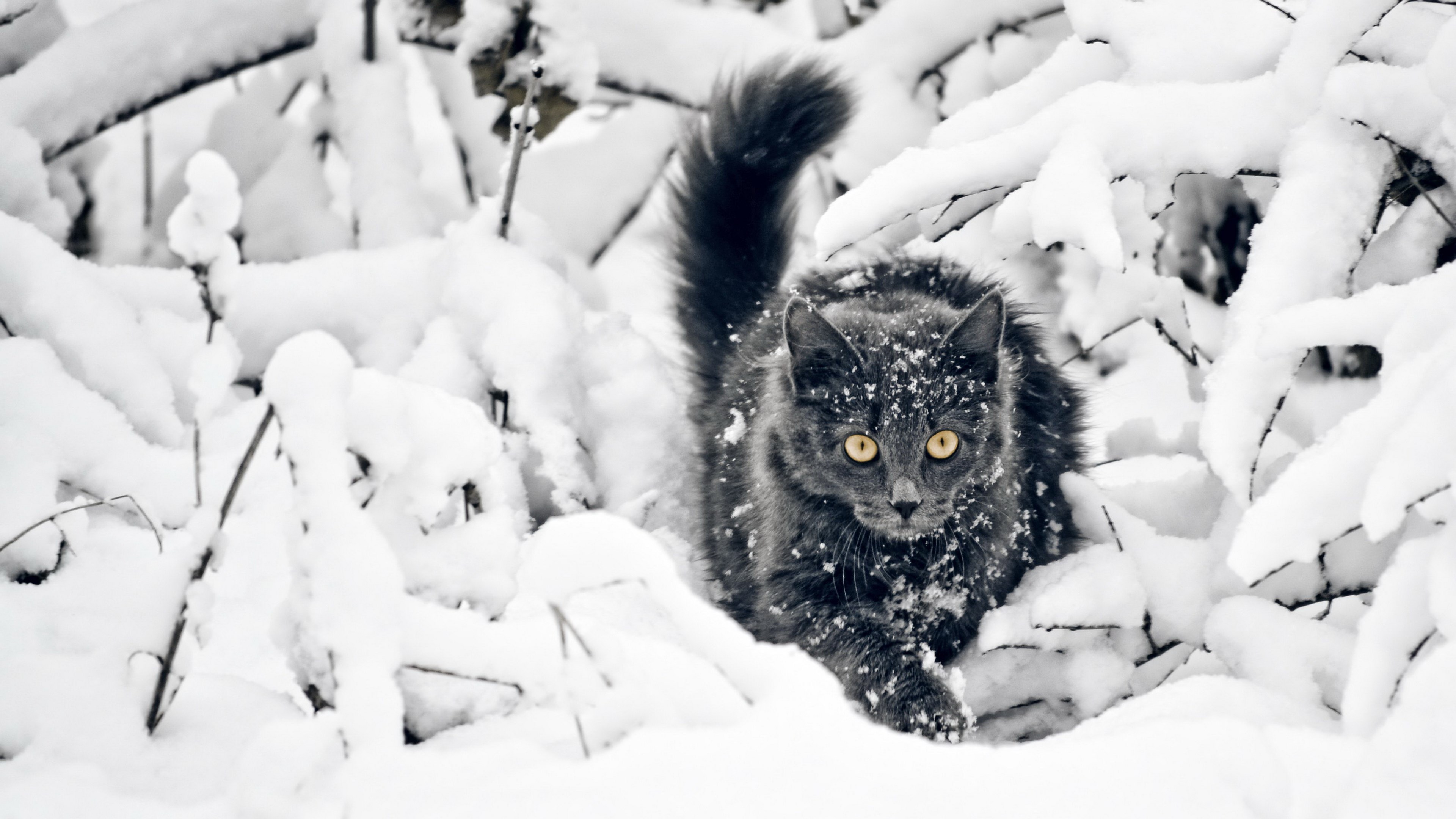 Gray cat in snow HD Wallpaper