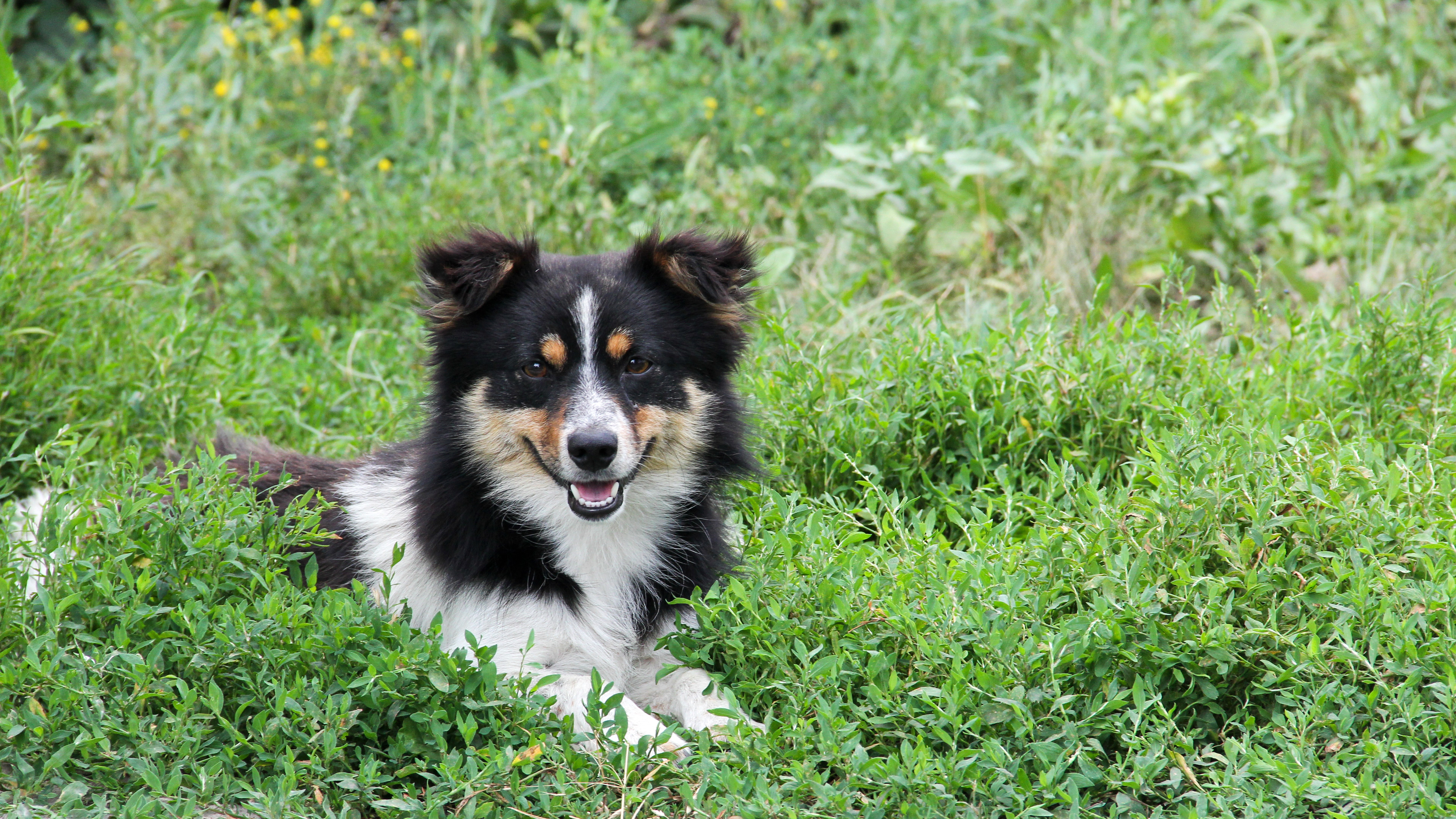 A happy dog lying in green grass HD Wallpaper