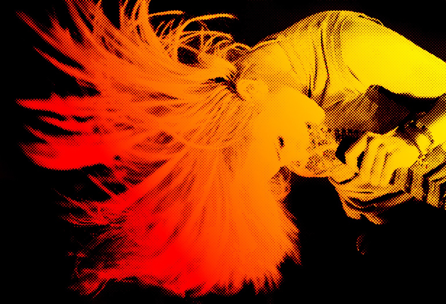 Hayley Williams HD Wallpaper