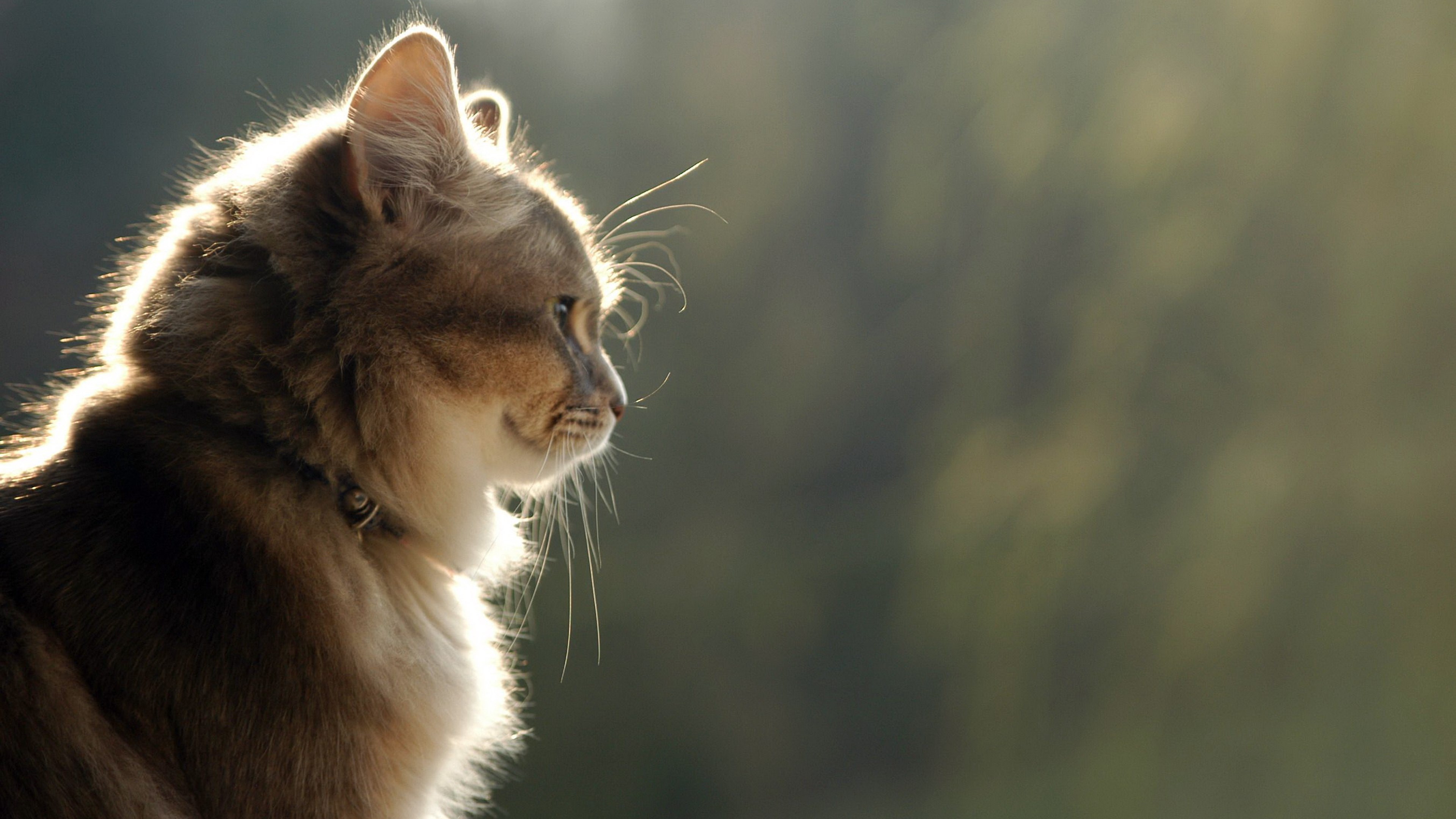 Close-up profile of a cat in sunlight HD Wallpaper