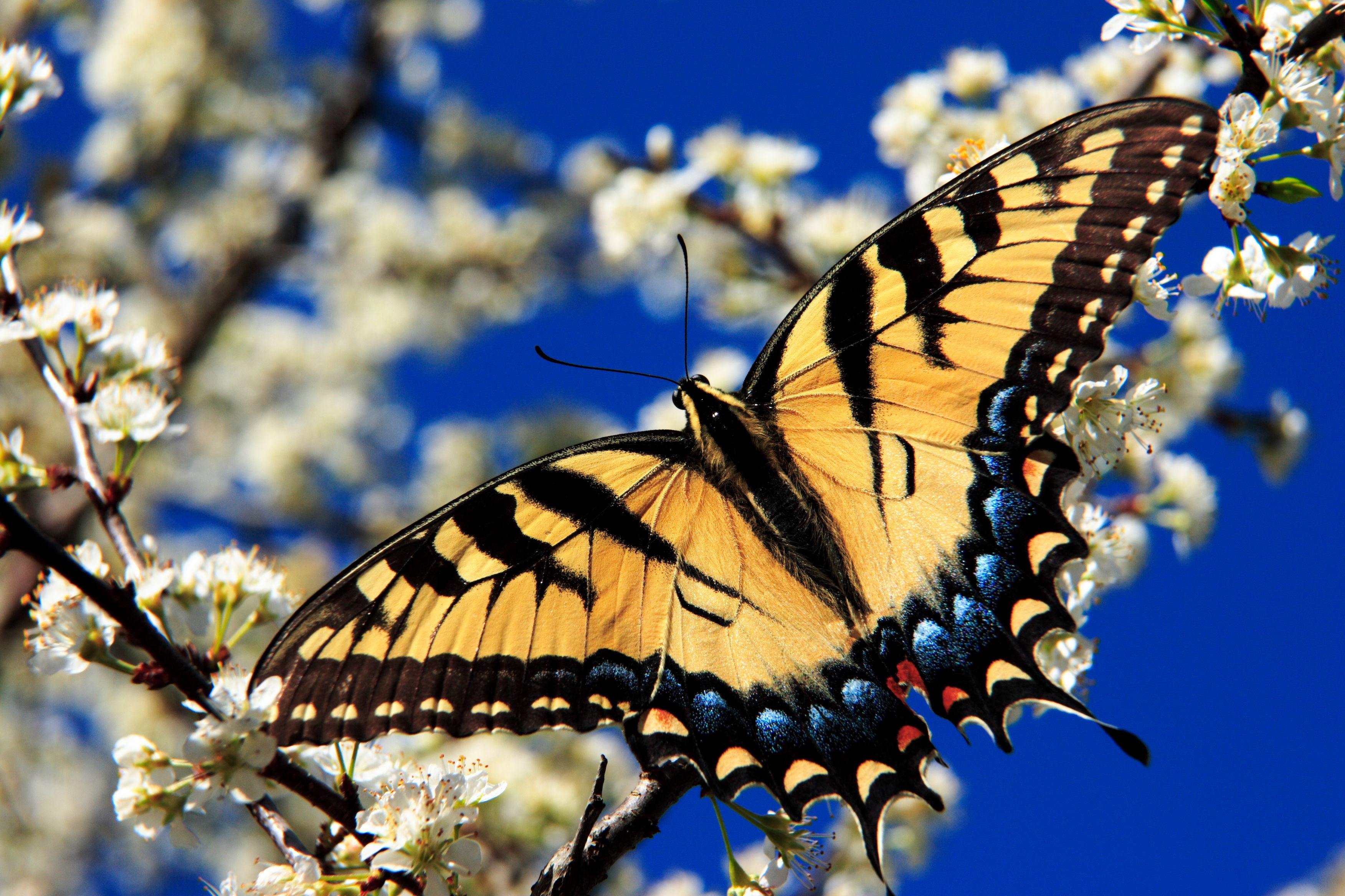 Yellow butterfly on a flowering tree branch HD Wallpaper