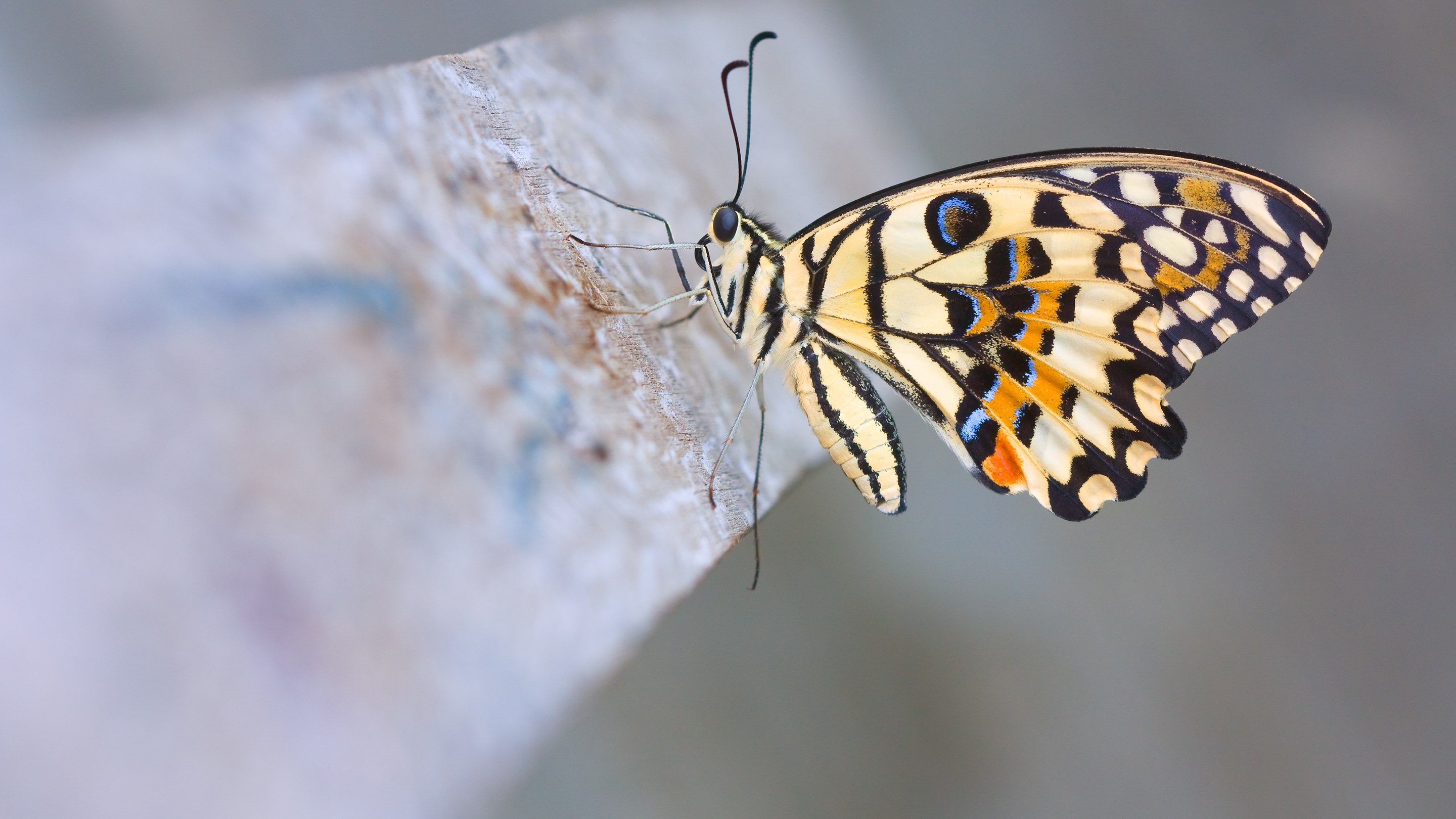 Close-up of a butterfly on a wooden surface HD Wallpaper