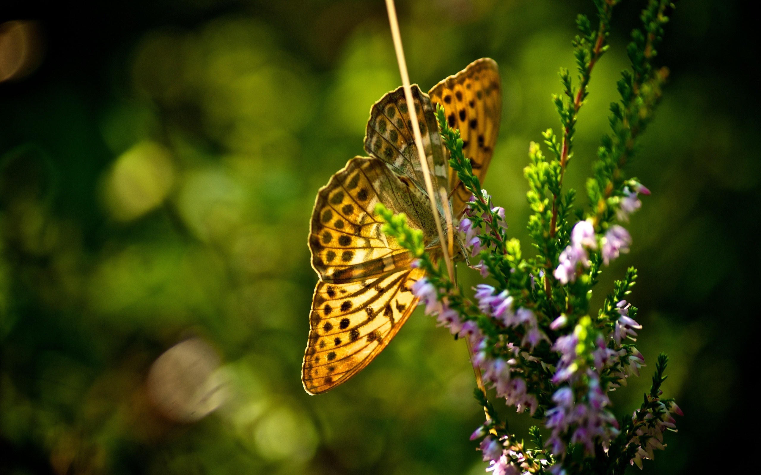 Butterfly on a heather plant HD Wallpaper