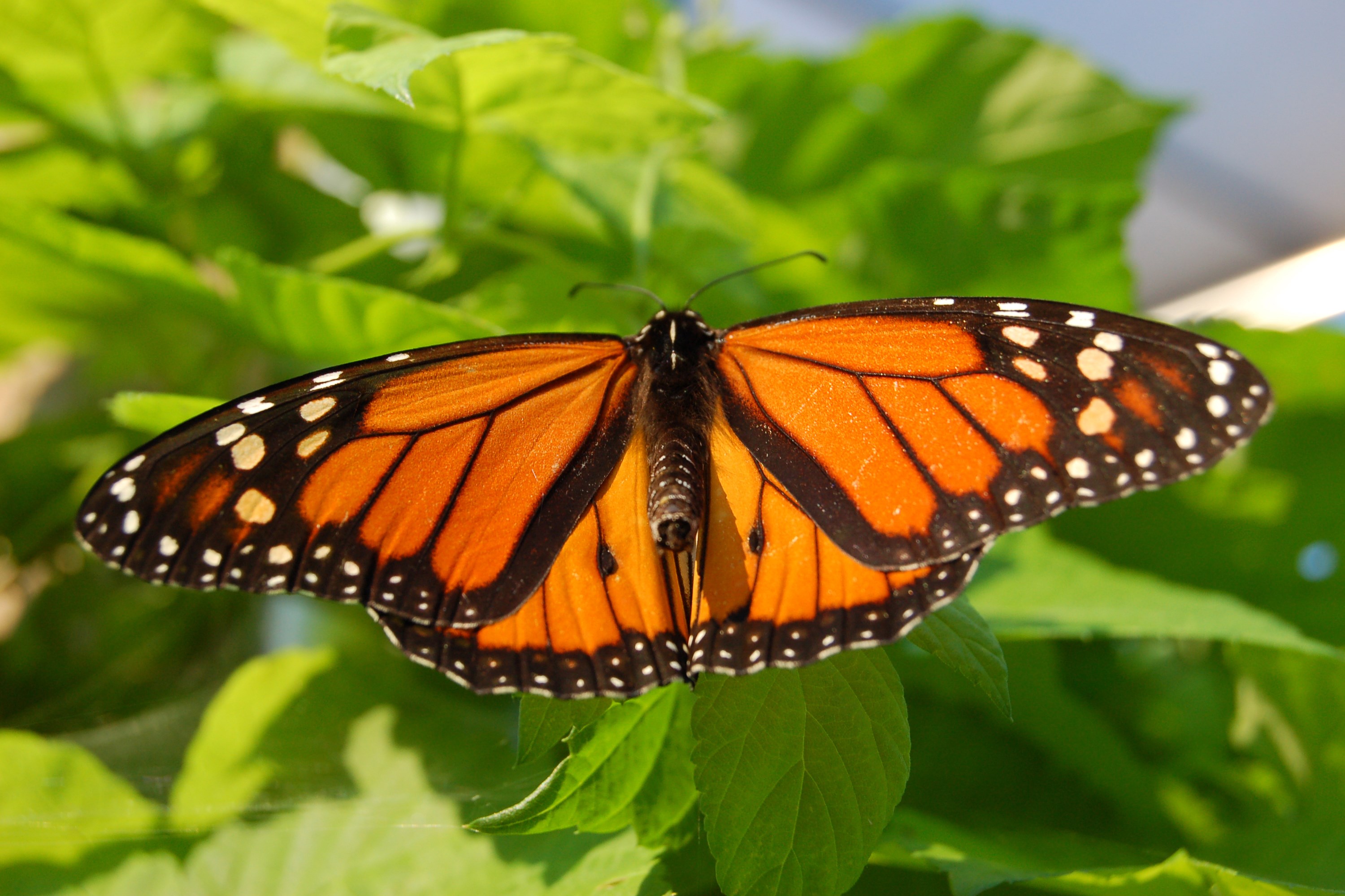 Monarch butterfly on green leaves HD Wallpaper
