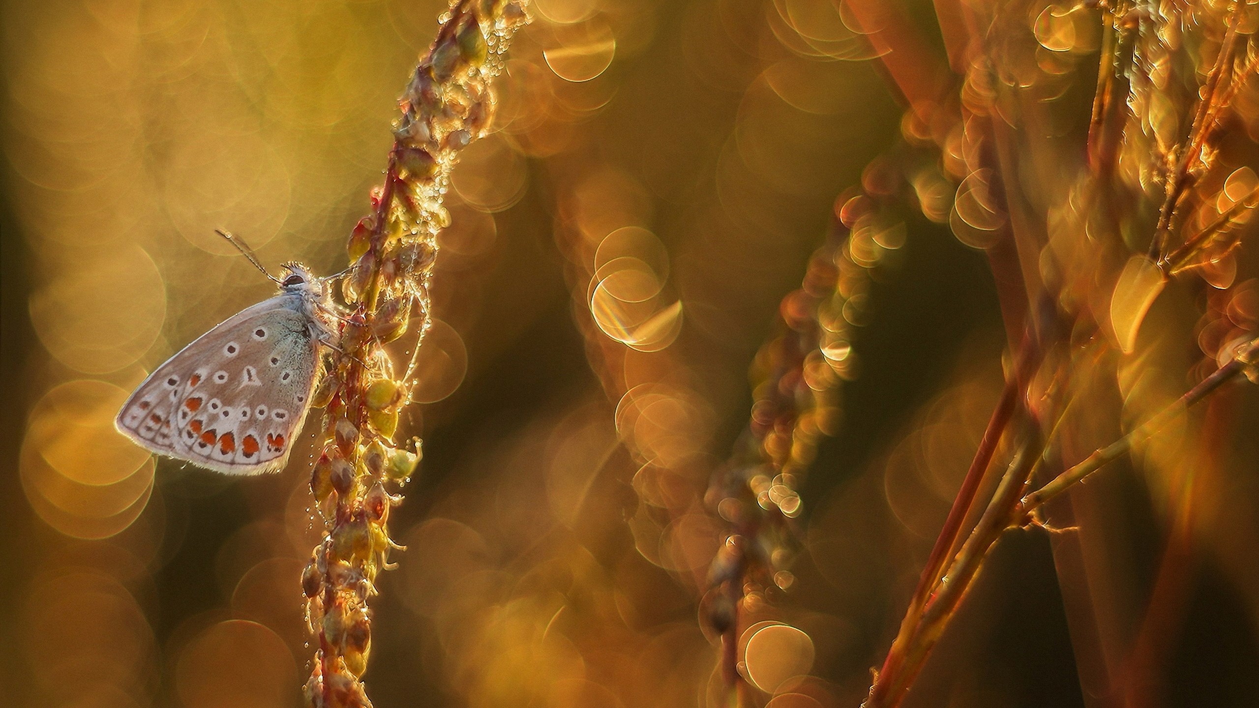 Butterfly on a plant with bokeh background HD Wallpaper