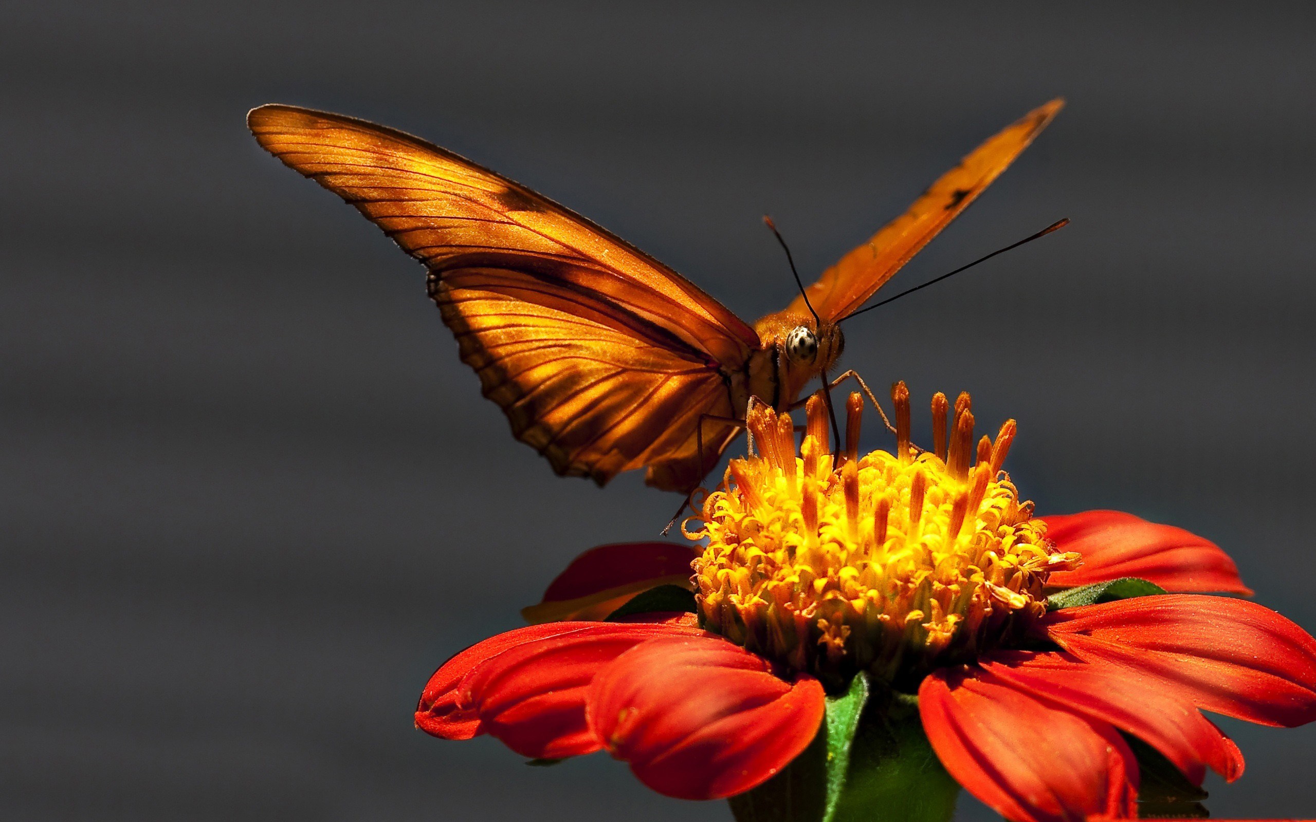 Orange butterfly on a red and yellow flower HD Wallpaper
