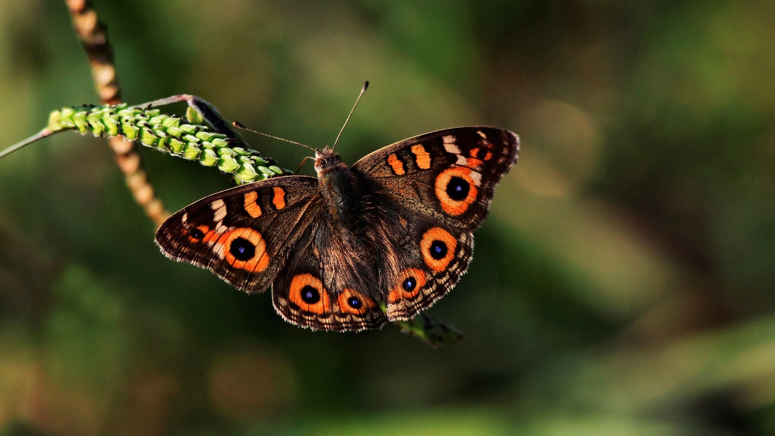 Butterfly with eye spots on a plant stem HD Wallpaper