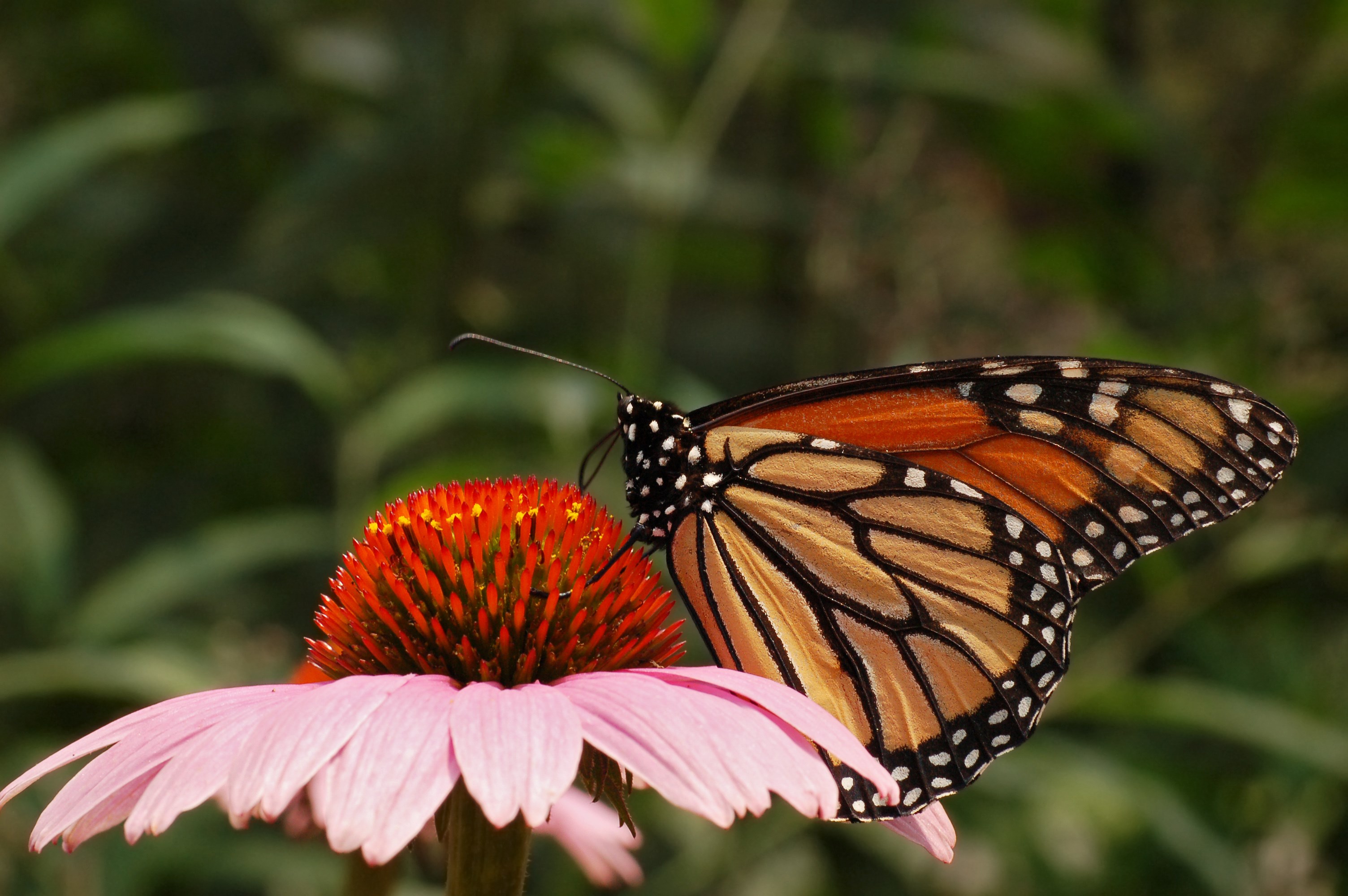 Monarch butterfly on a pink coneflower HD Wallpaper