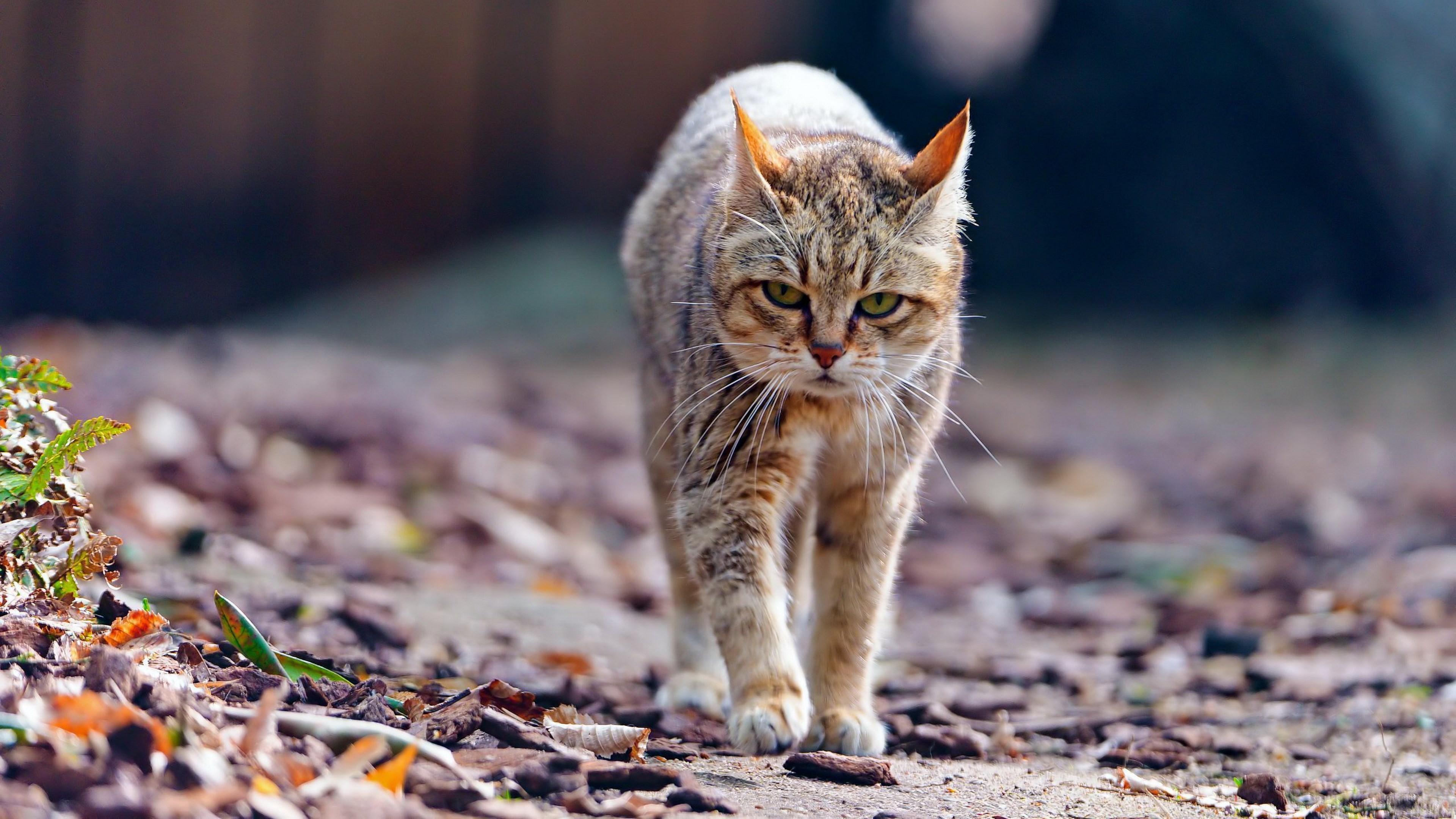 A tabby cat walks on a path covered with leaves HD Wallpaper