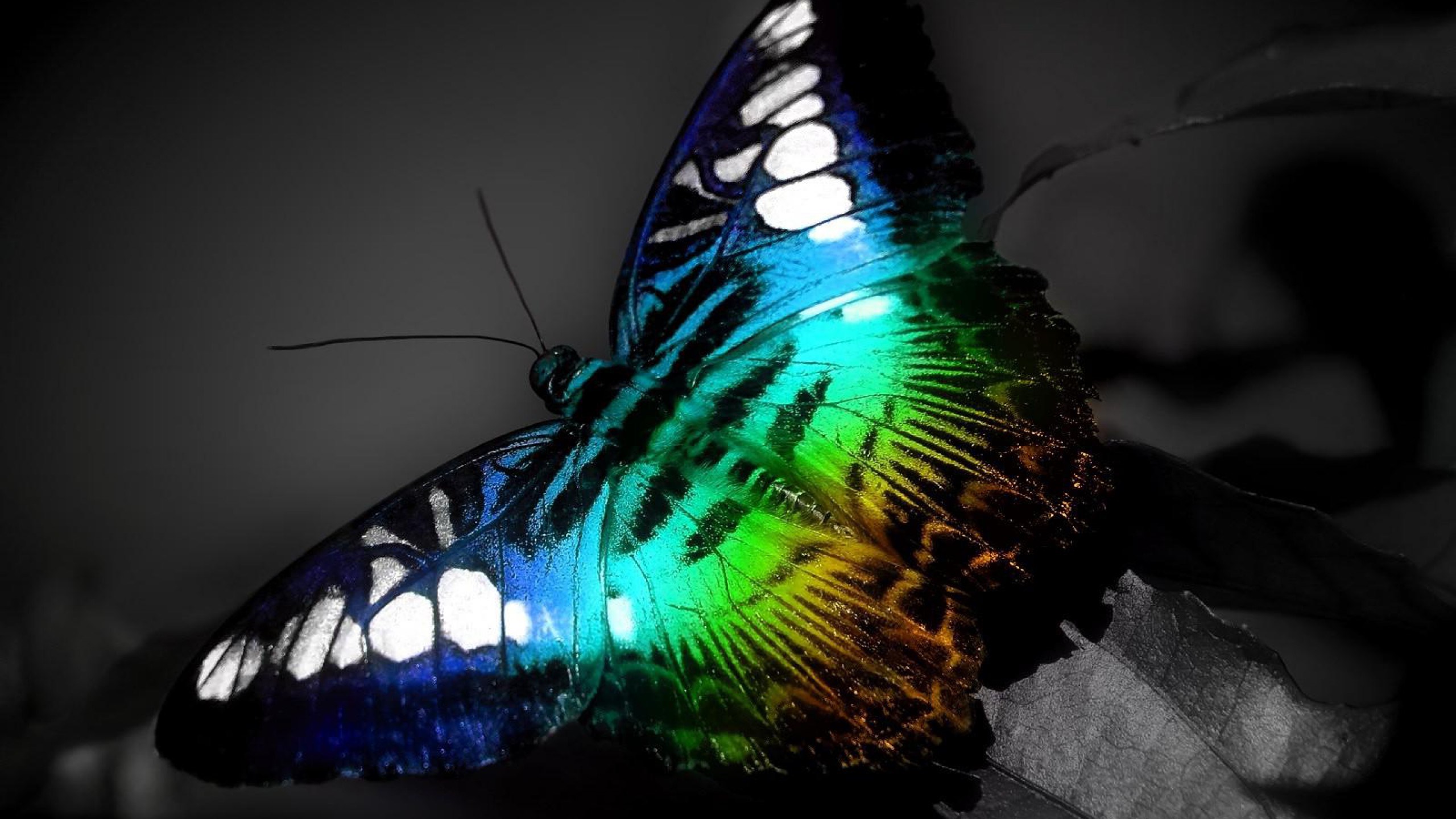 Close-up of a colorful butterfly on a dark background HD Wallpaper