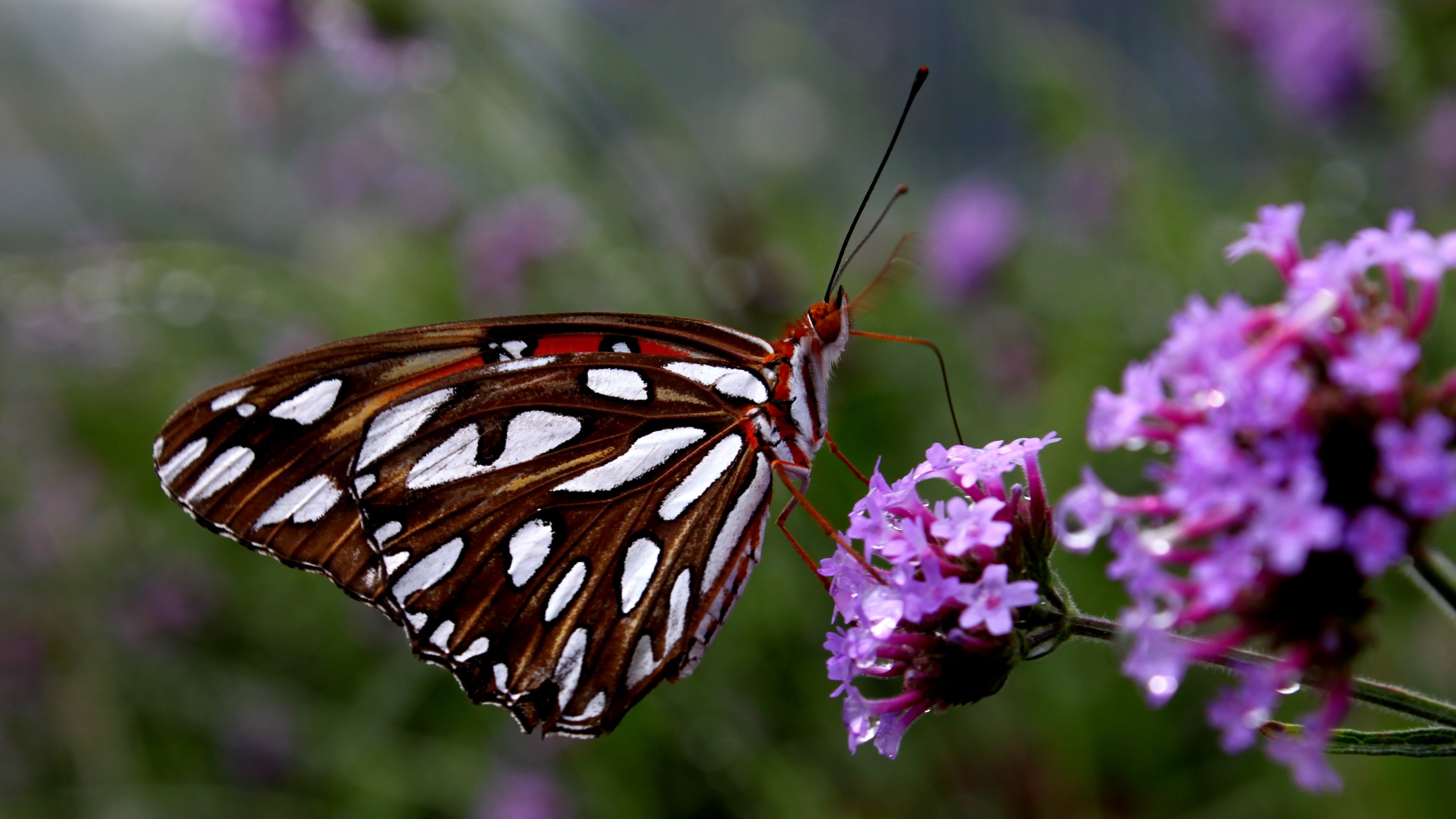 Gulf Fritillary butterfly on purple flowers HD Wallpaper