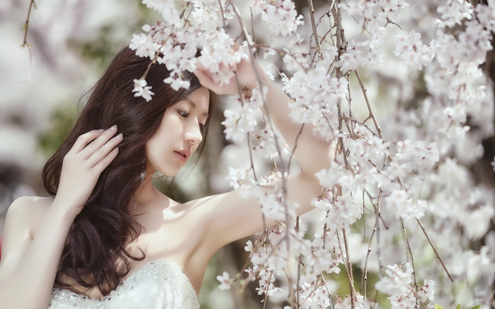 Woman in white dress among cherry blossoms HD Wallpaper