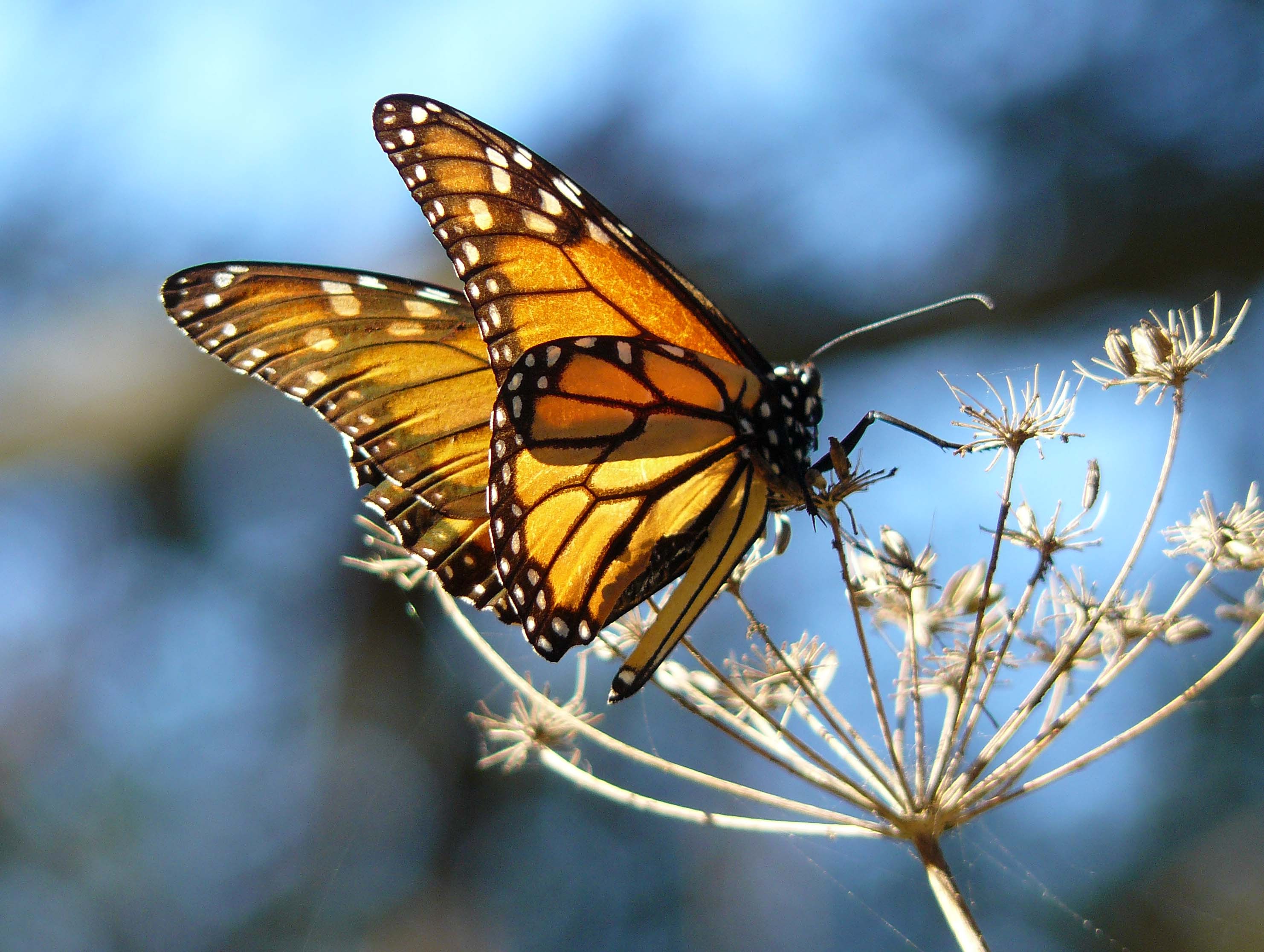 Monarch butterfly on a dried plant HD Wallpaper