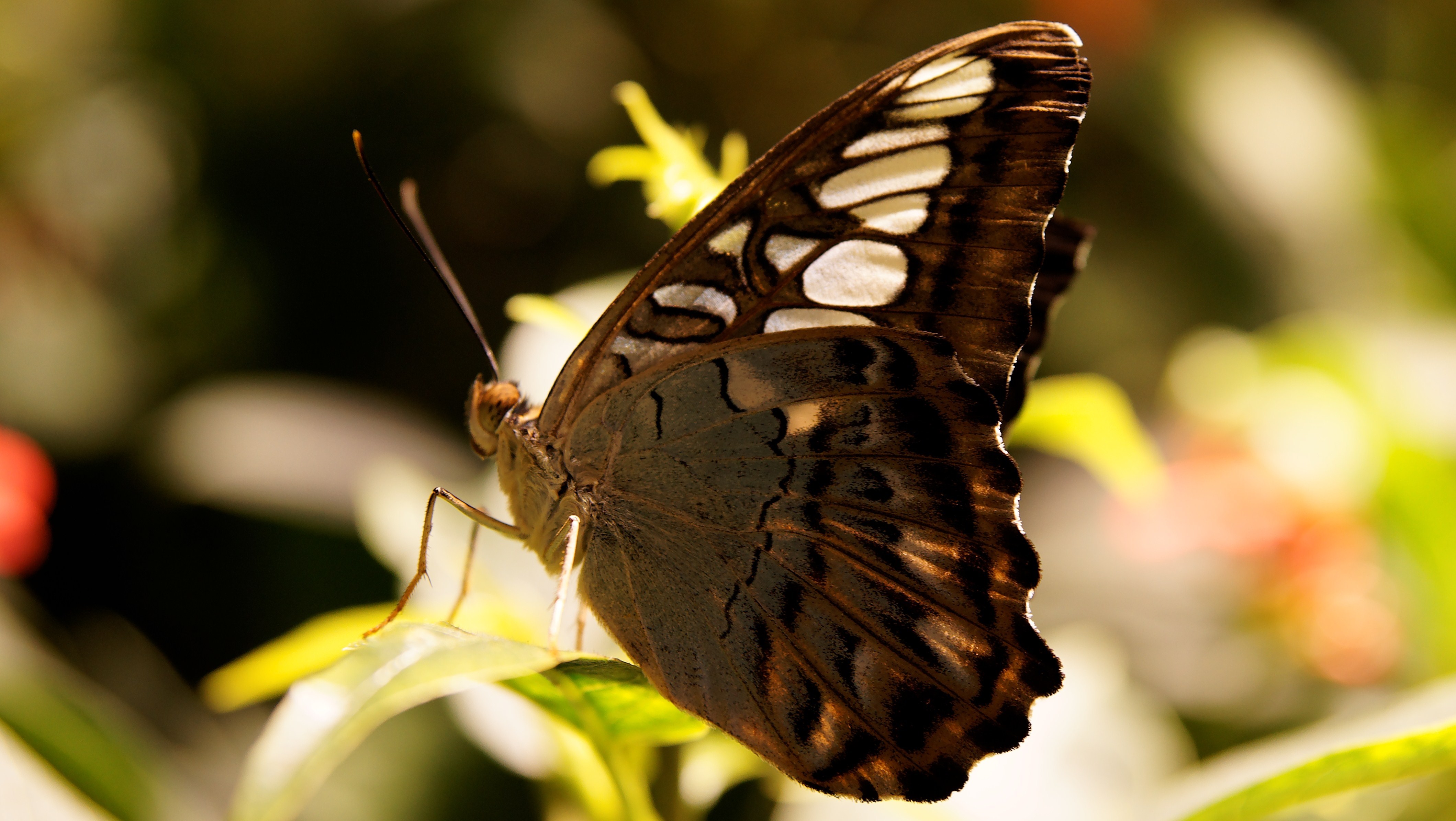 Brown butterfly with white spots on a leaf HD Wallpaper