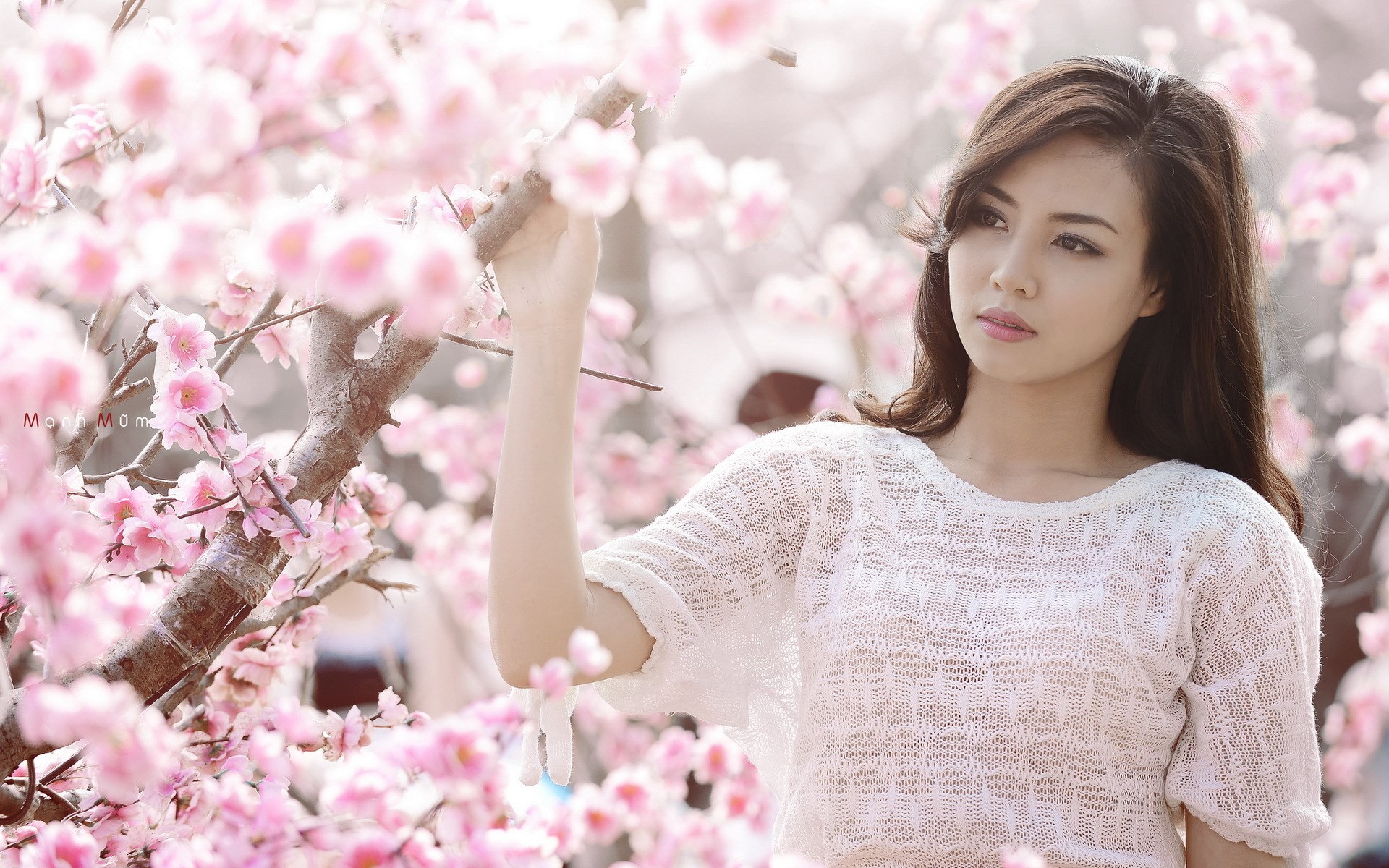 Woman in white shirt among pink cherry blossoms HD Wallpaper