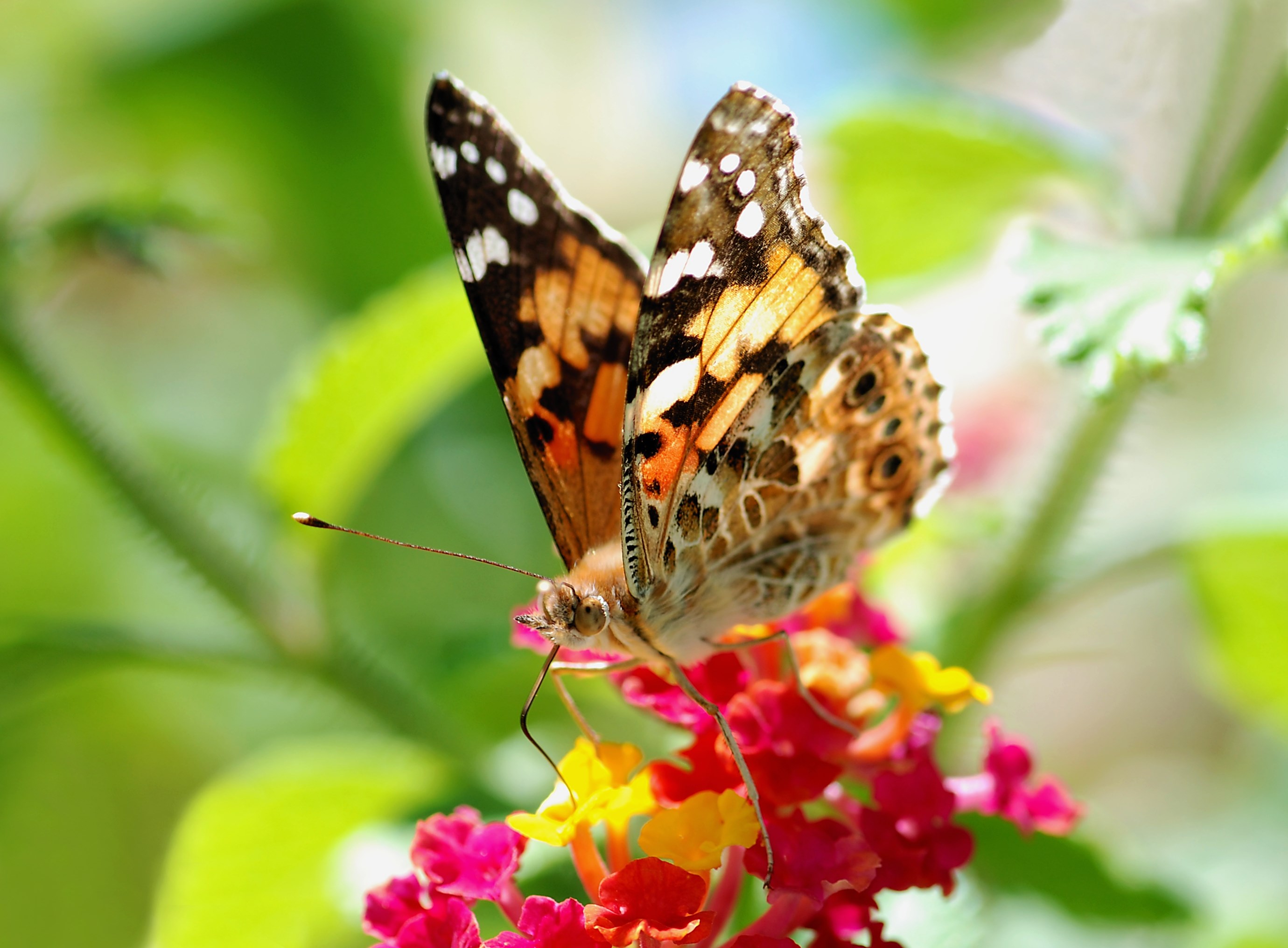 Painted Lady butterfly on colorful flowers HD Wallpaper