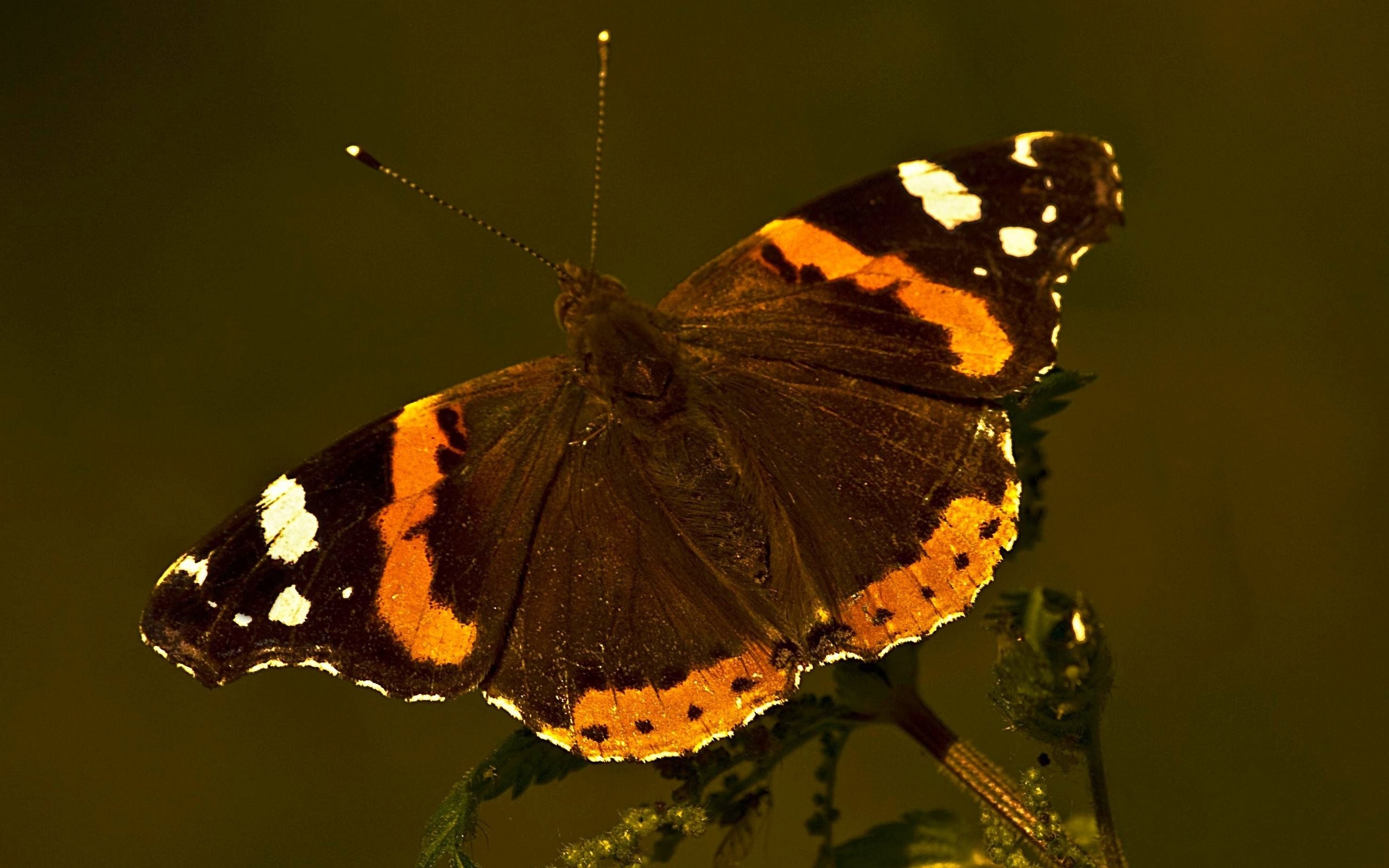 Red Admiral butterfly on a plant HD Wallpaper