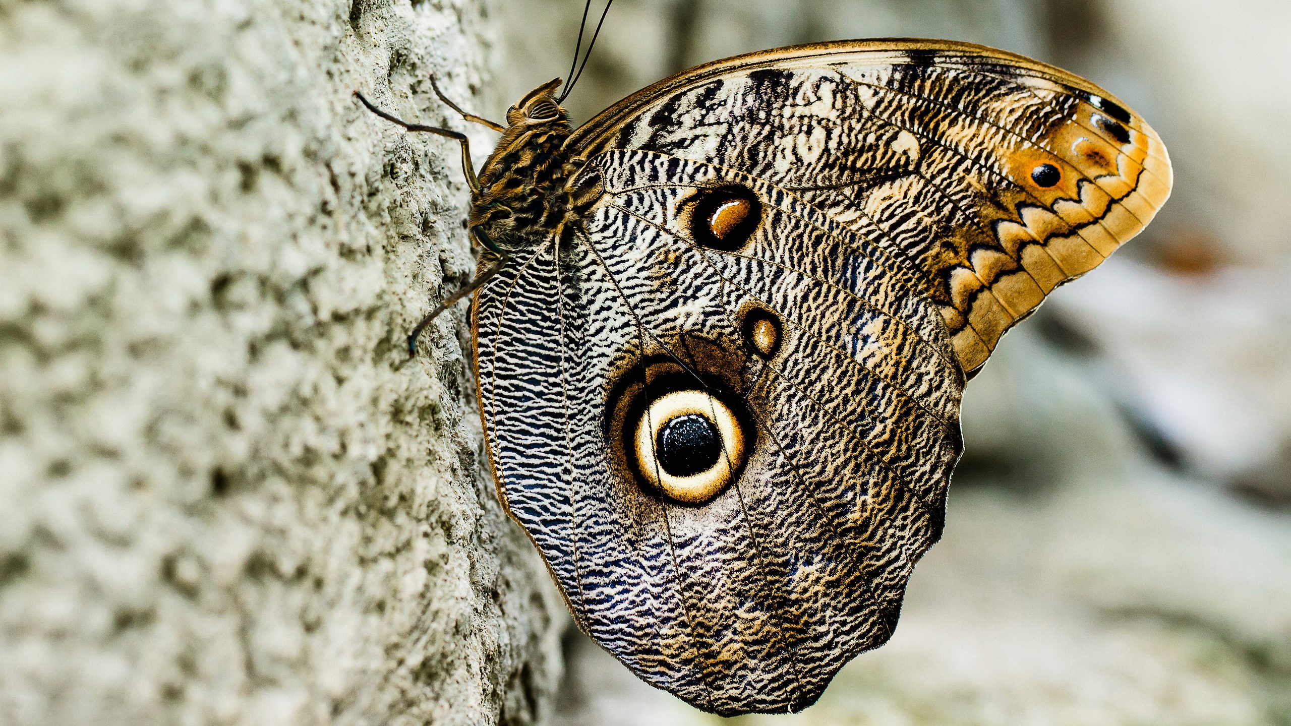 Close-up of a Caligo butterfly on a textured surface HD Wallpaper