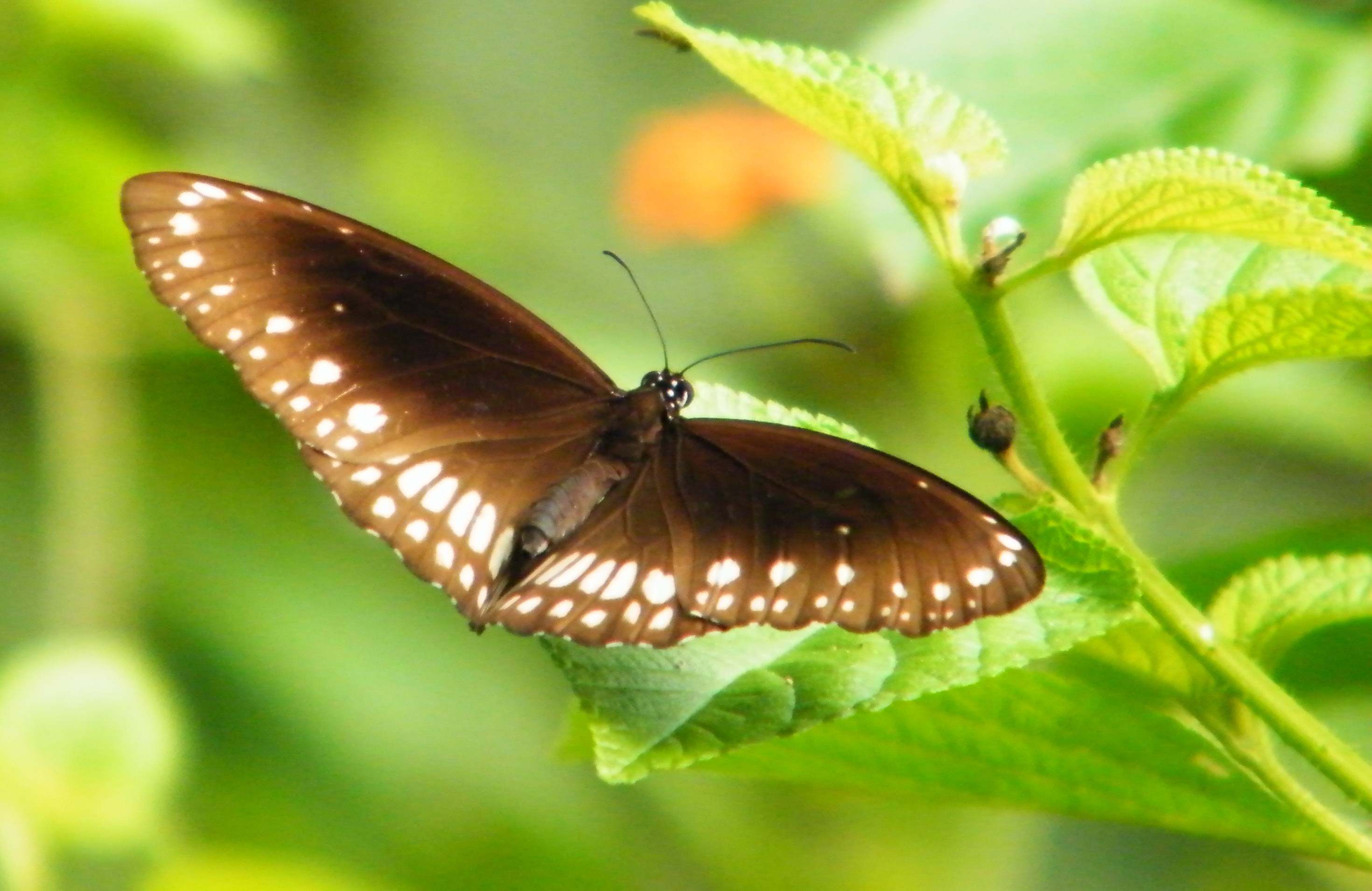 Brown butterfly with white spots on green leaves HD Wallpaper