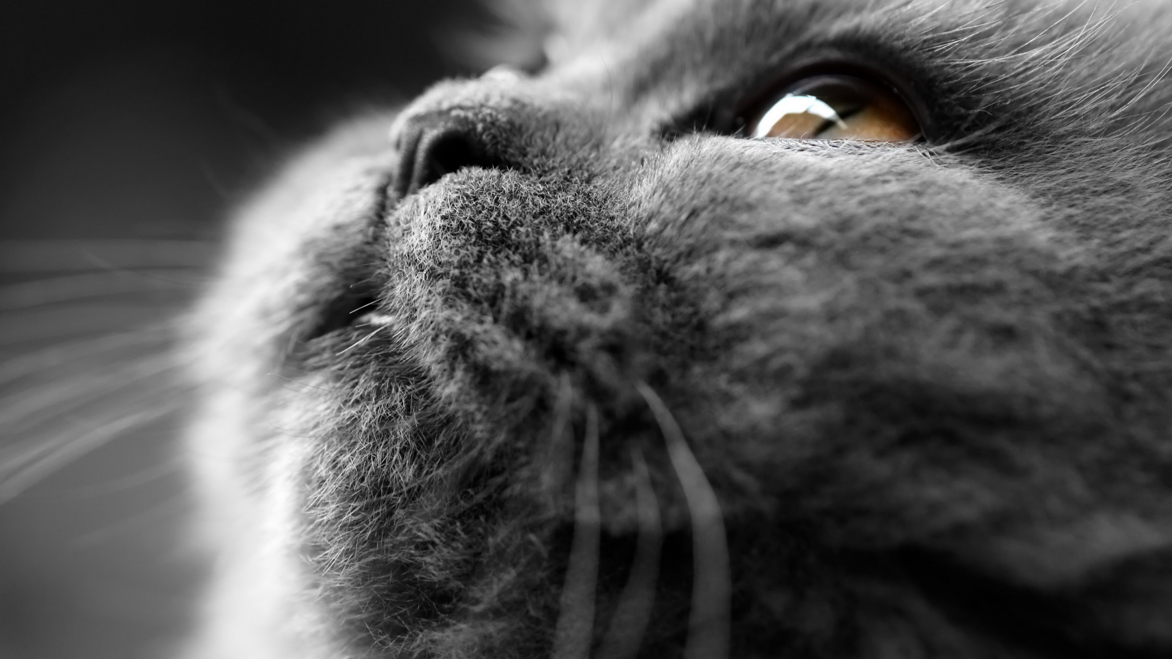 Close-up of a gray cat's face HD Wallpaper