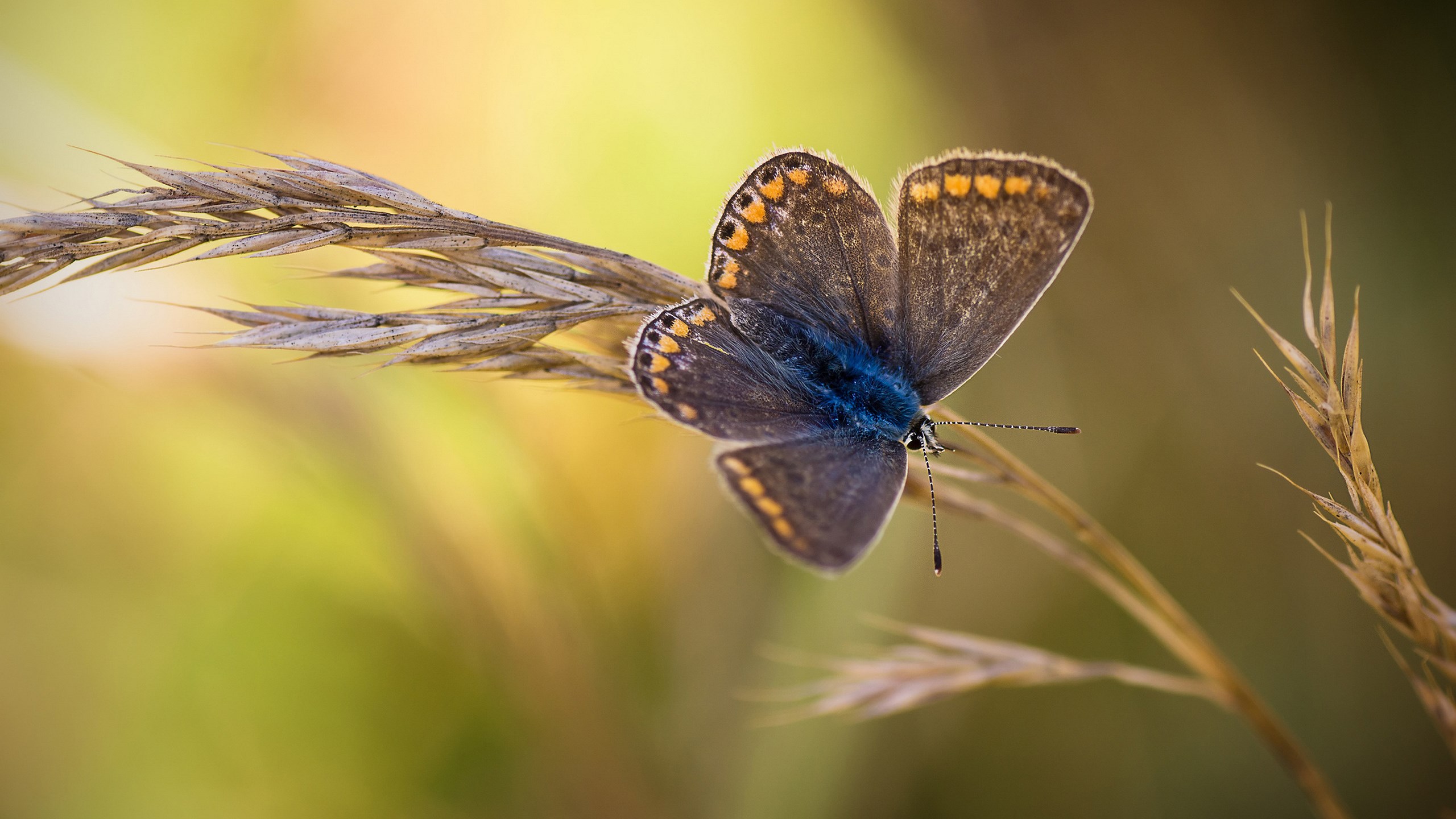 Close-up of a butterfly on a blade of grass HD Wallpaper