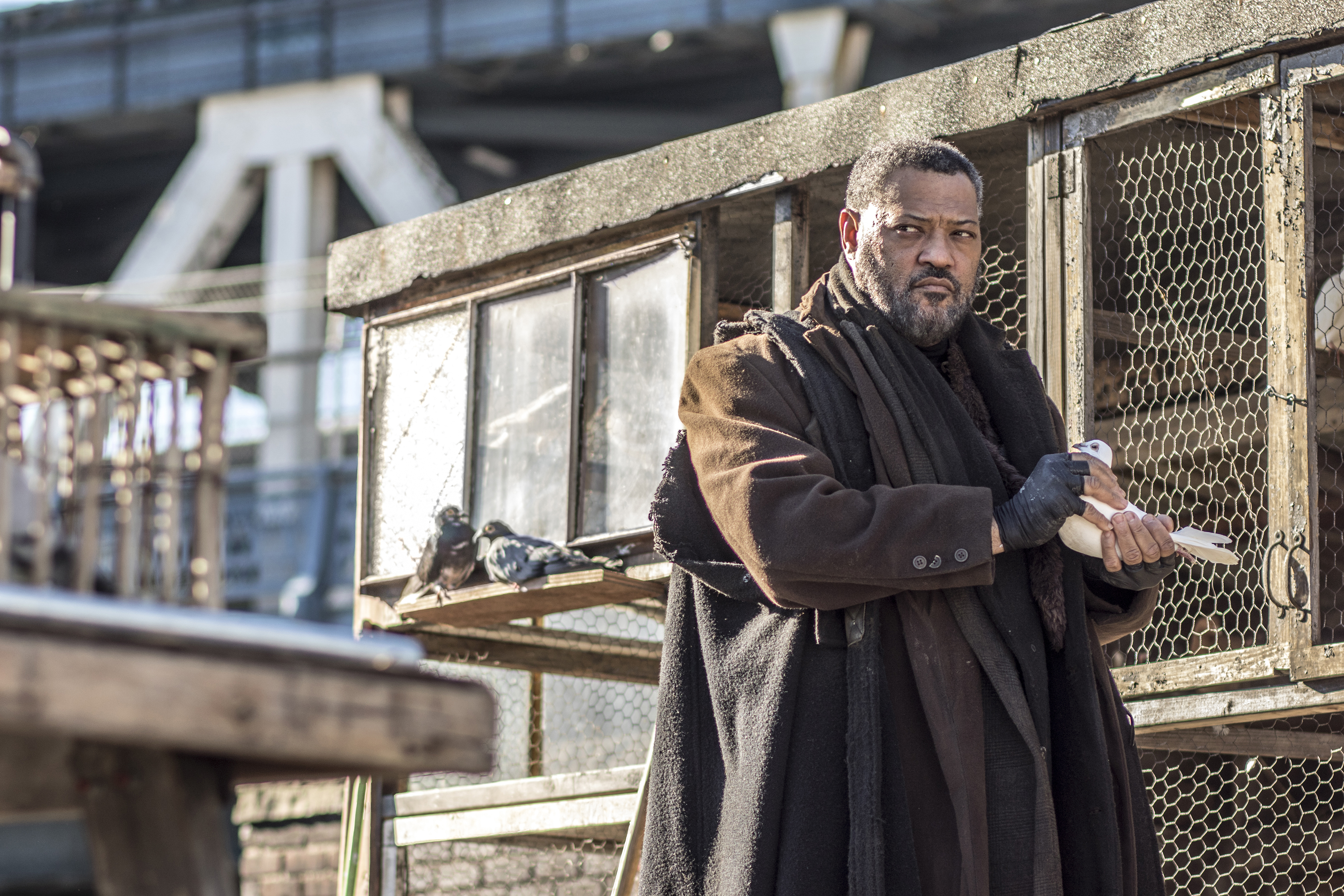 Laurence Fishburne with pigeons HD Wallpaper