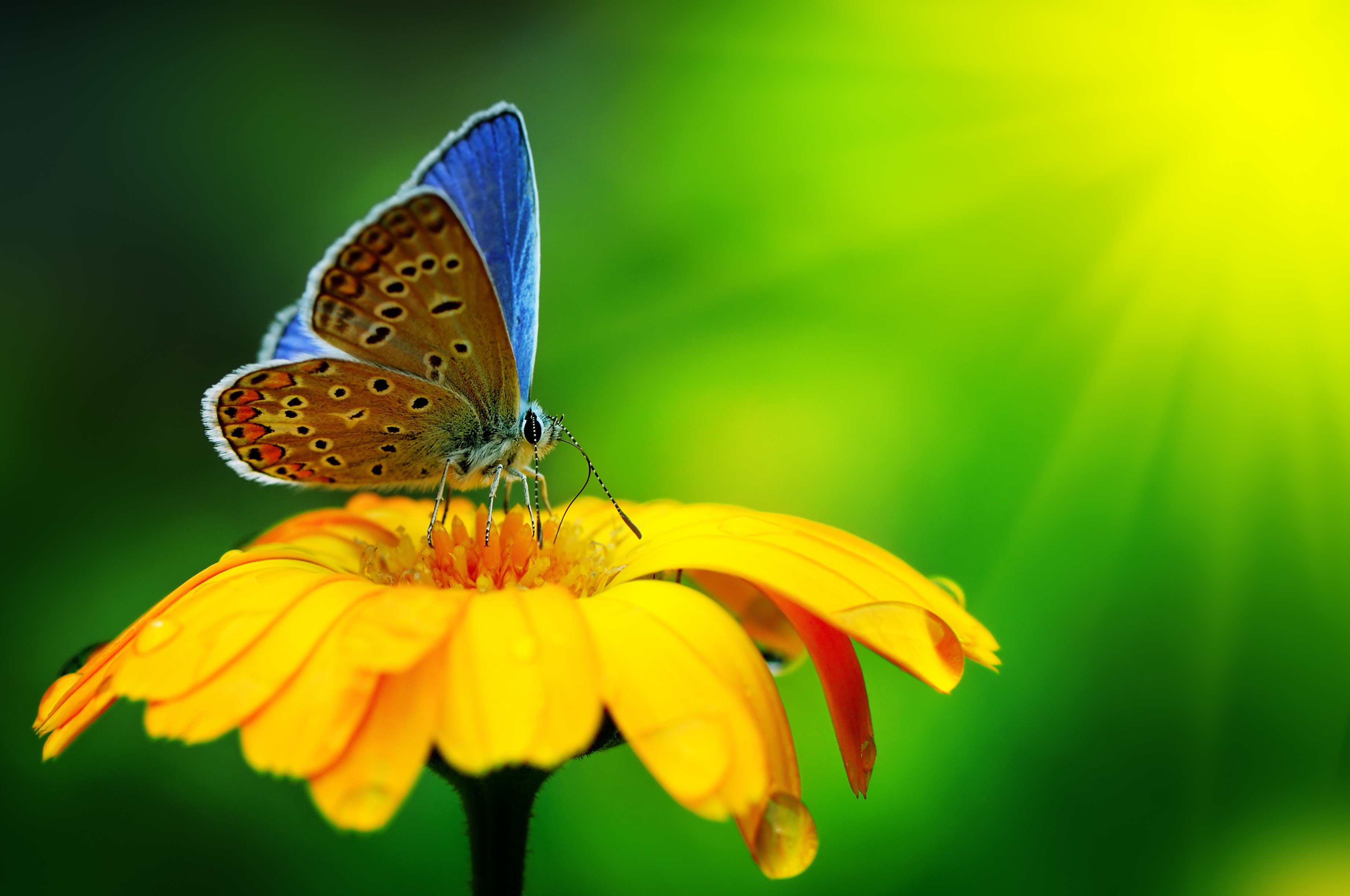 Blue and brown butterfly on a yellow flower HD Wallpaper