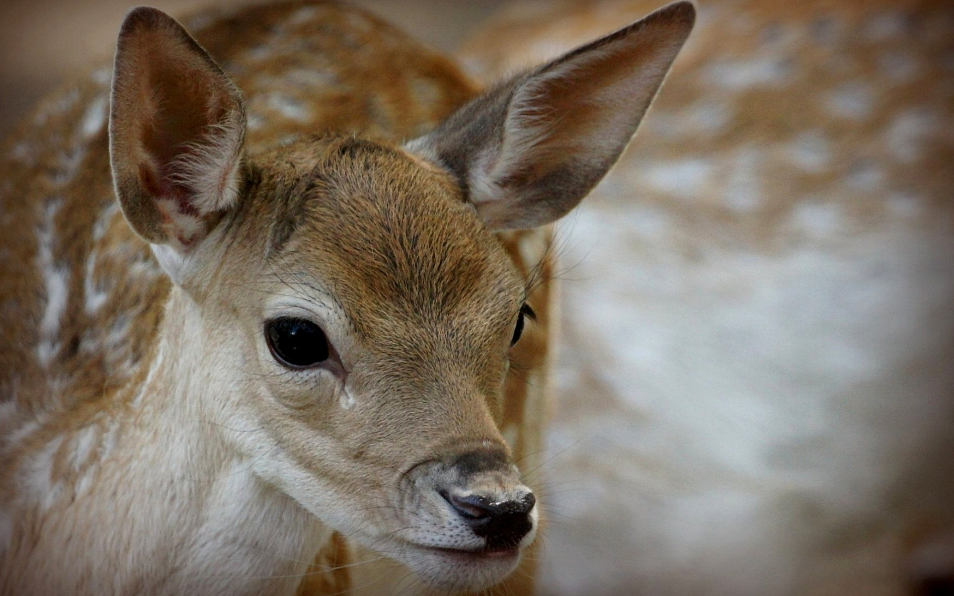 Fawn with spots HD Wallpaper