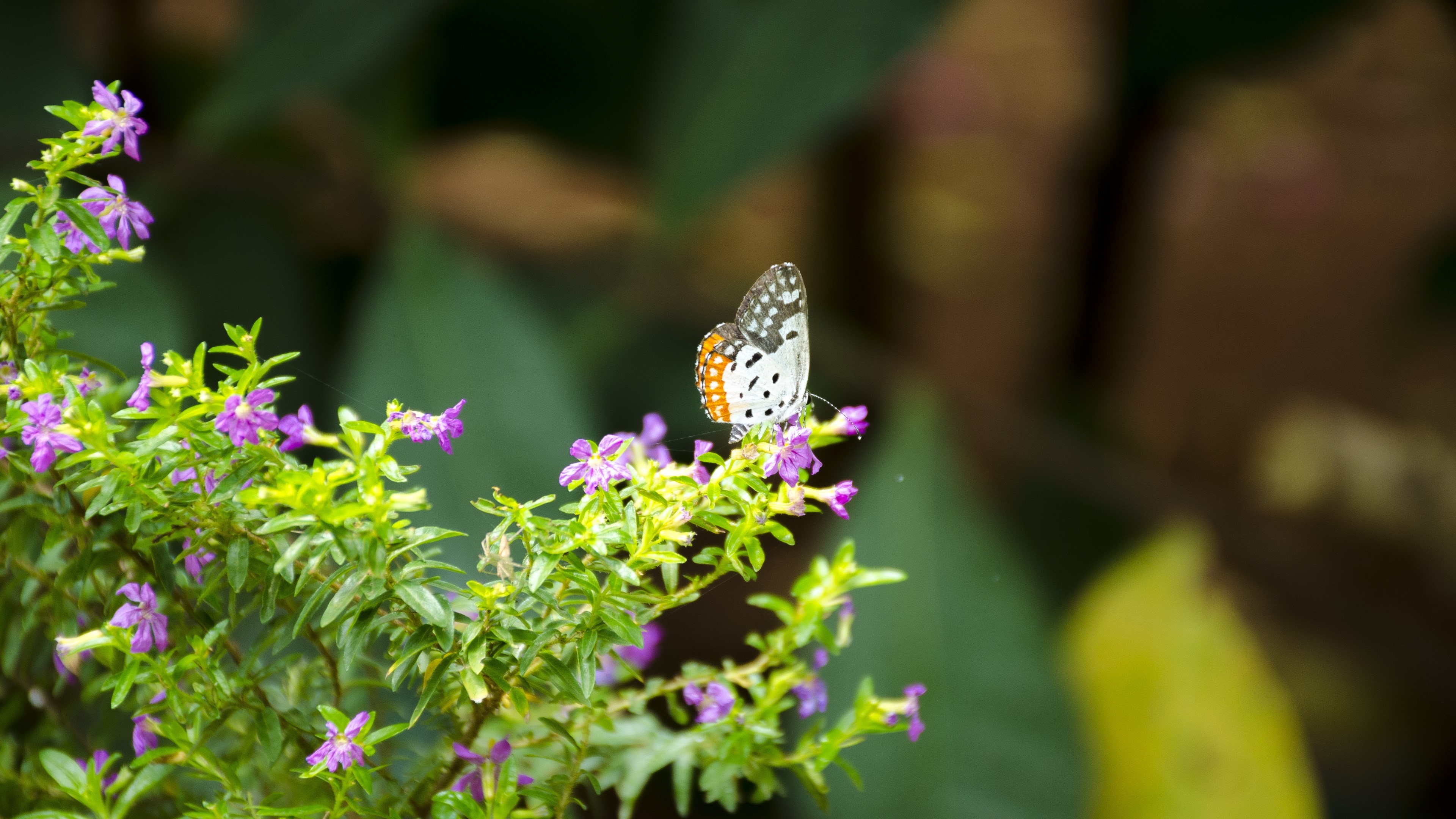 Butterfly on a flowering plant HD Wallpaper
