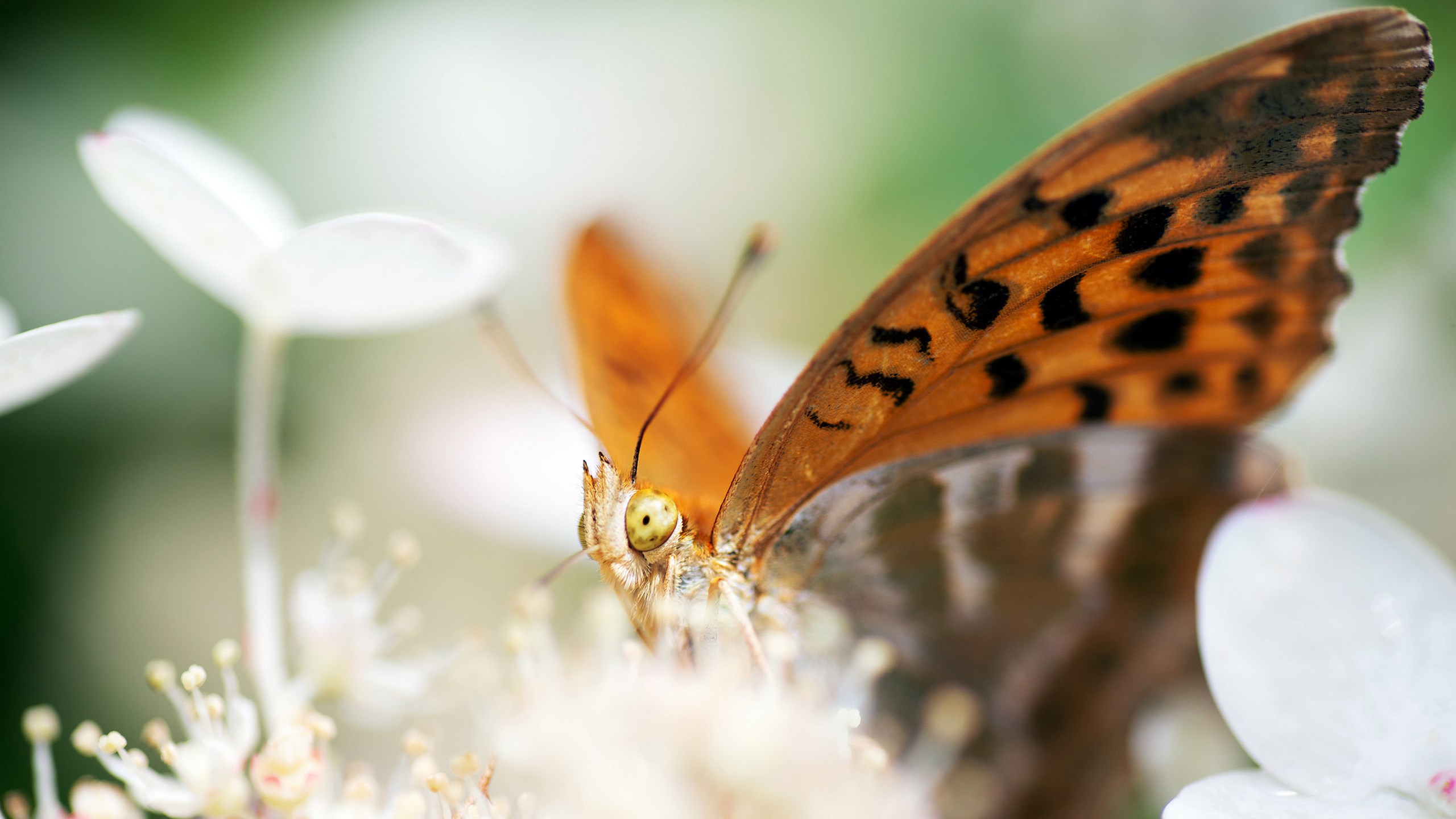 Close-up of a butterfly on a white flower HD Wallpaper