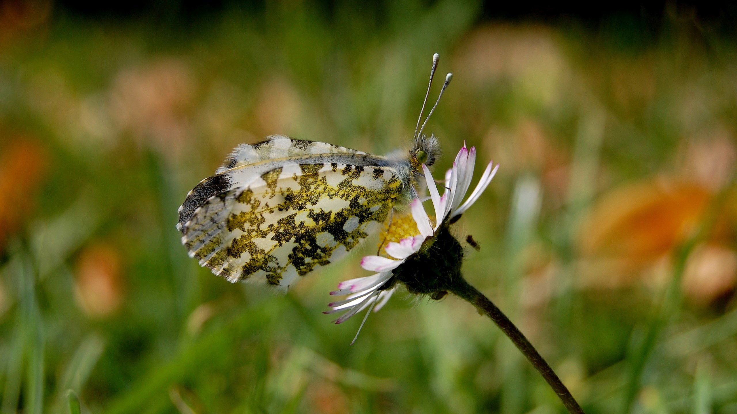 Orange-tip butterfly on a daisy HD Wallpaper
