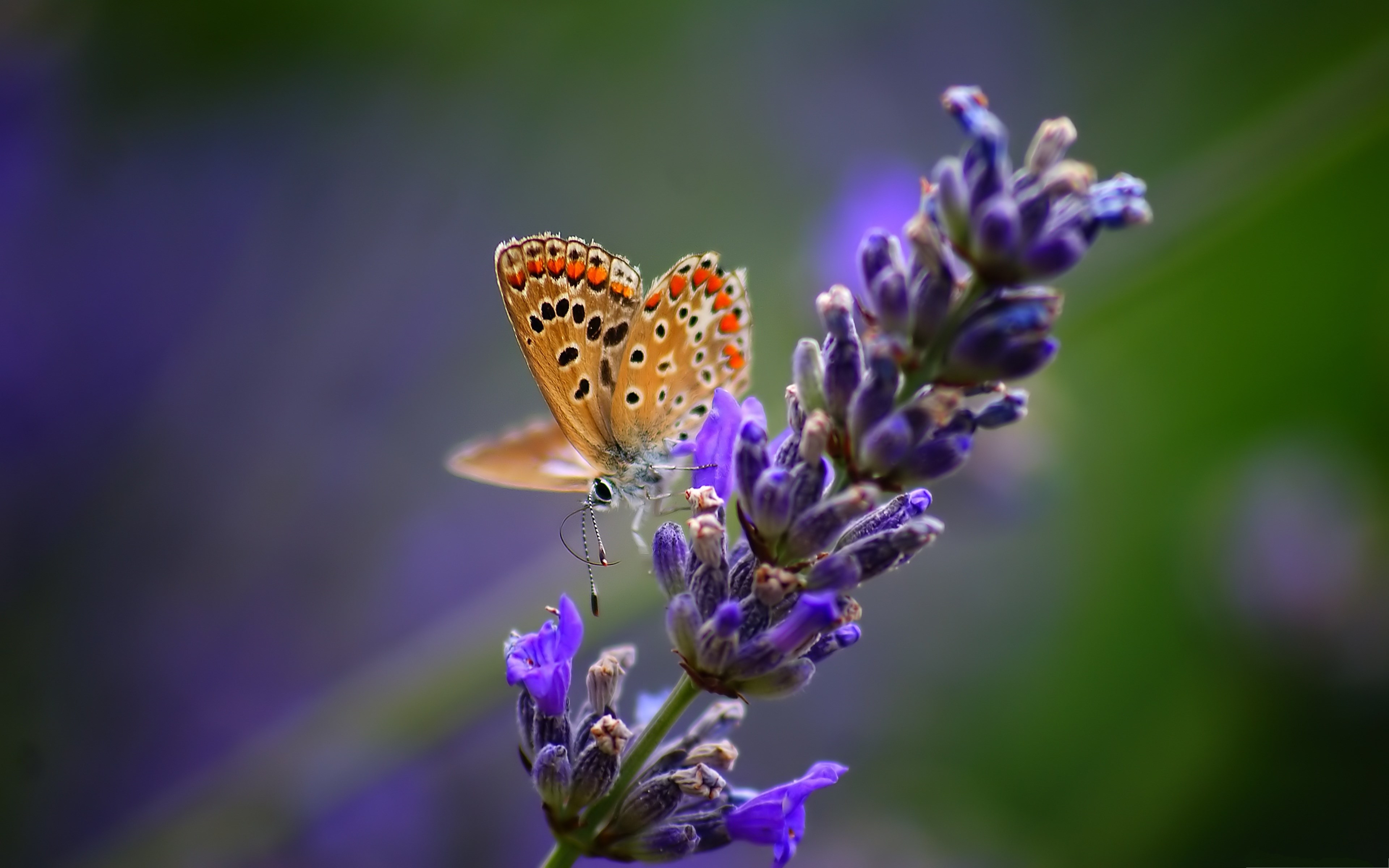 Butterfly on a lavender flower HD Wallpaper