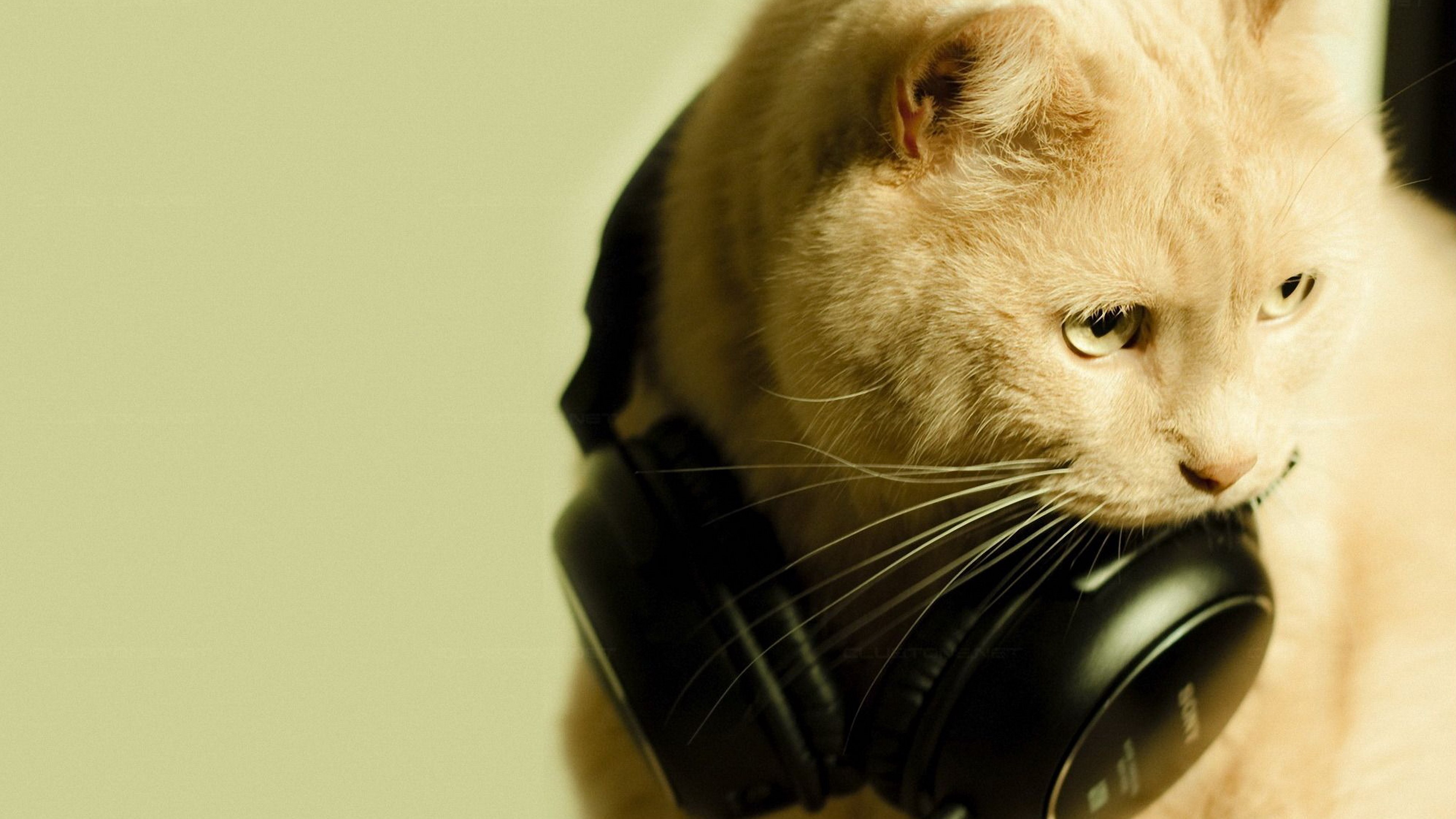 Cat wearing headphones HD Wallpaper